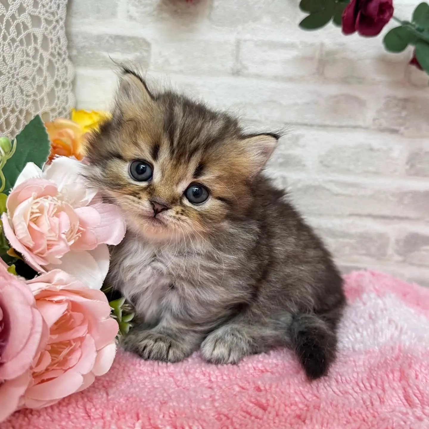 本日ご紹介のミヌエット短足ちゃん達です🐱❤️