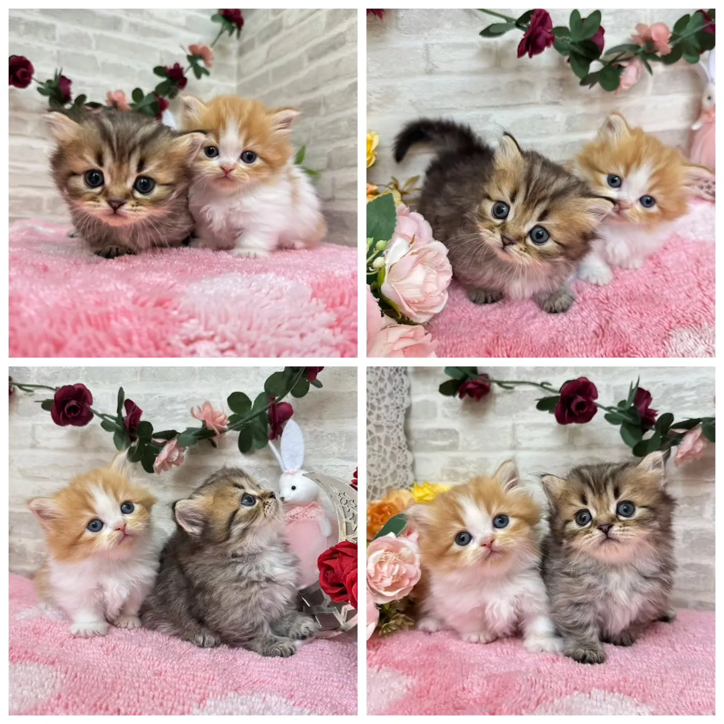 本日ご紹介のミヌエット短足ちゃん達です🐱❤️