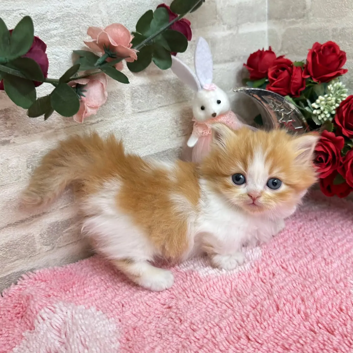 本日ご紹介のミヌエット短足ちゃん達です🐱❤️