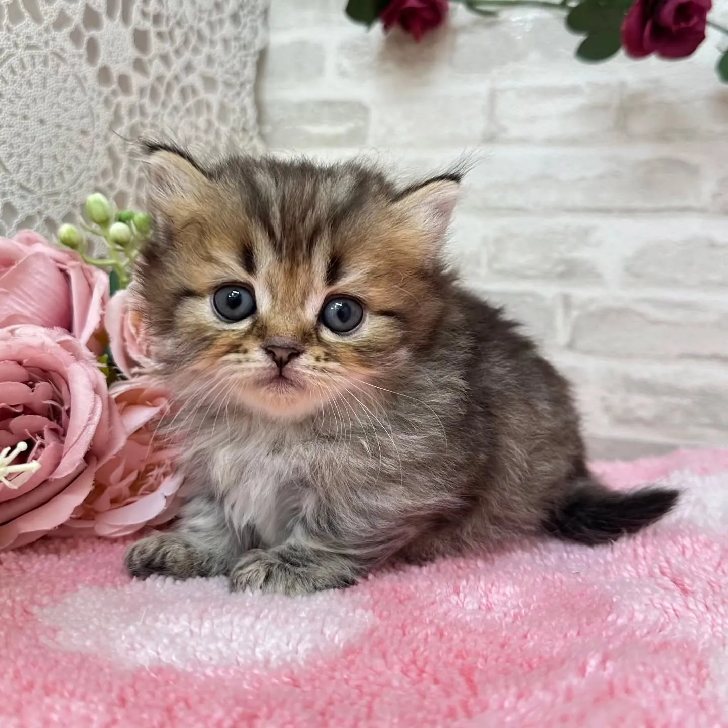 本日ご紹介のミヌエット短足ちゃん達です🐱❤️