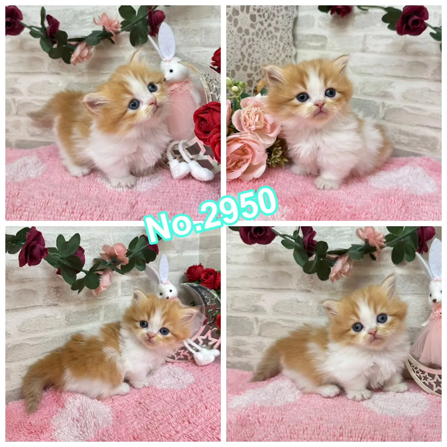 本日ご紹介のミヌエット短足ちゃん達です🐱❤️