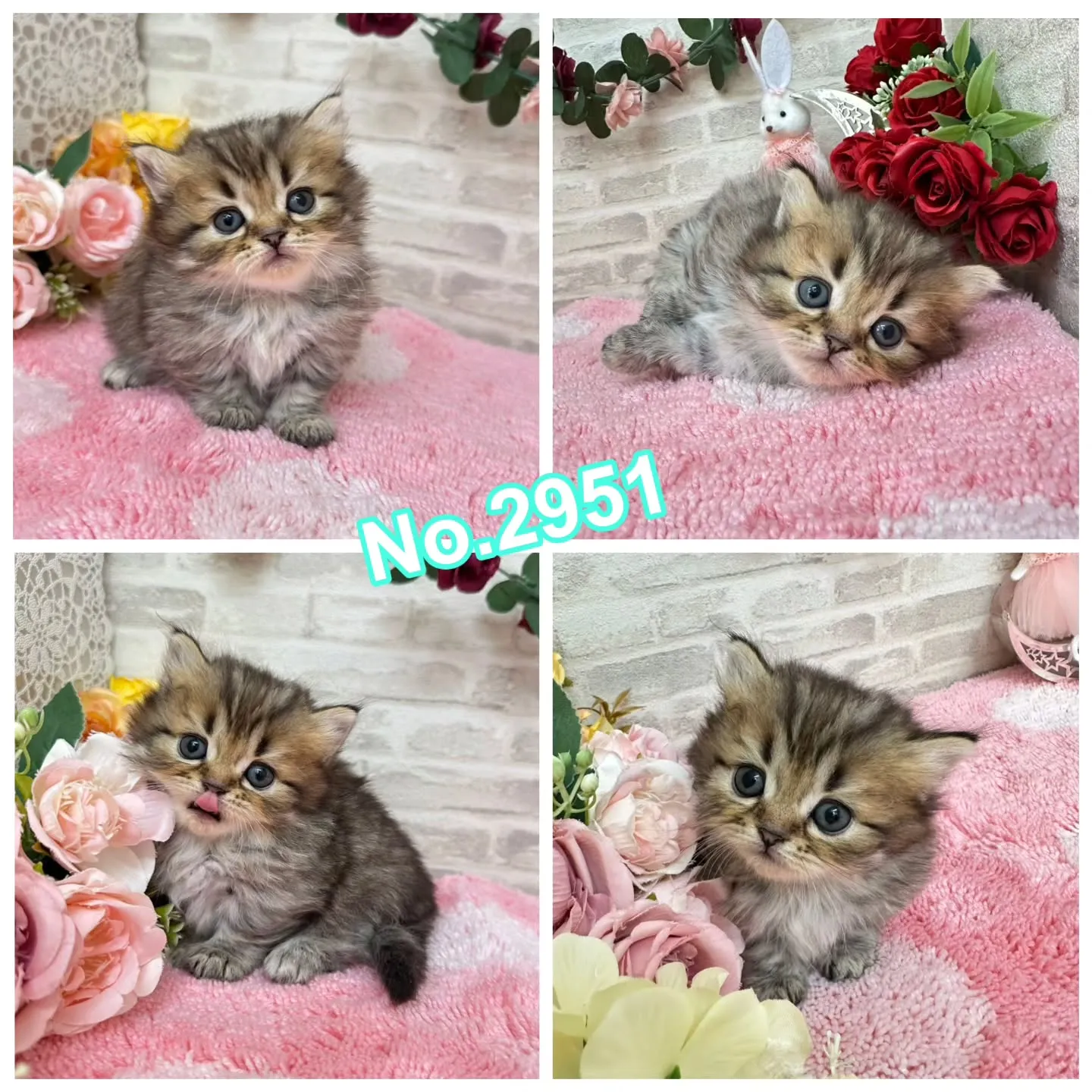 本日ご紹介のミヌエット短足ちゃん達です🐱❤️