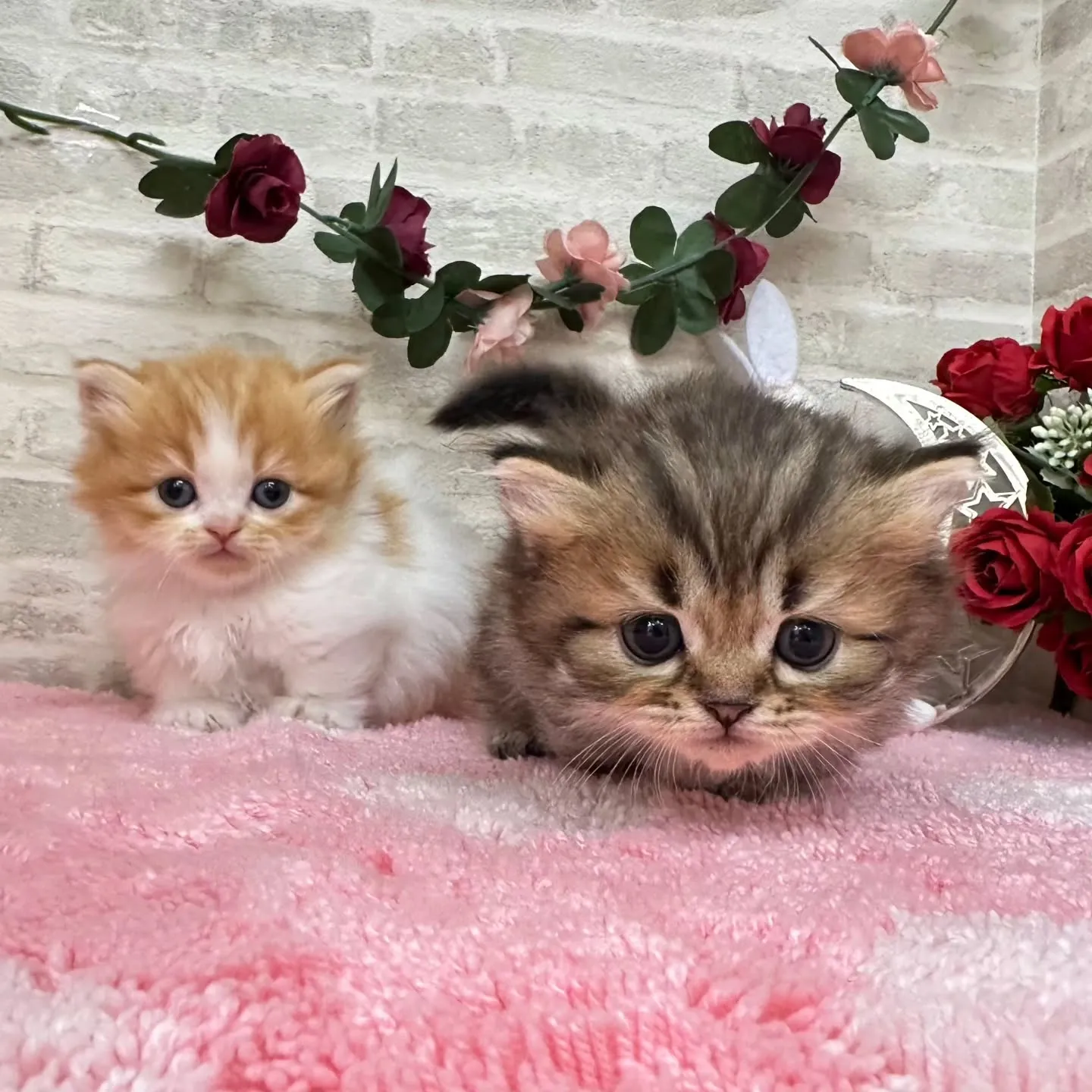 本日ご紹介のミヌエット短足ちゃん達です🐱❤️