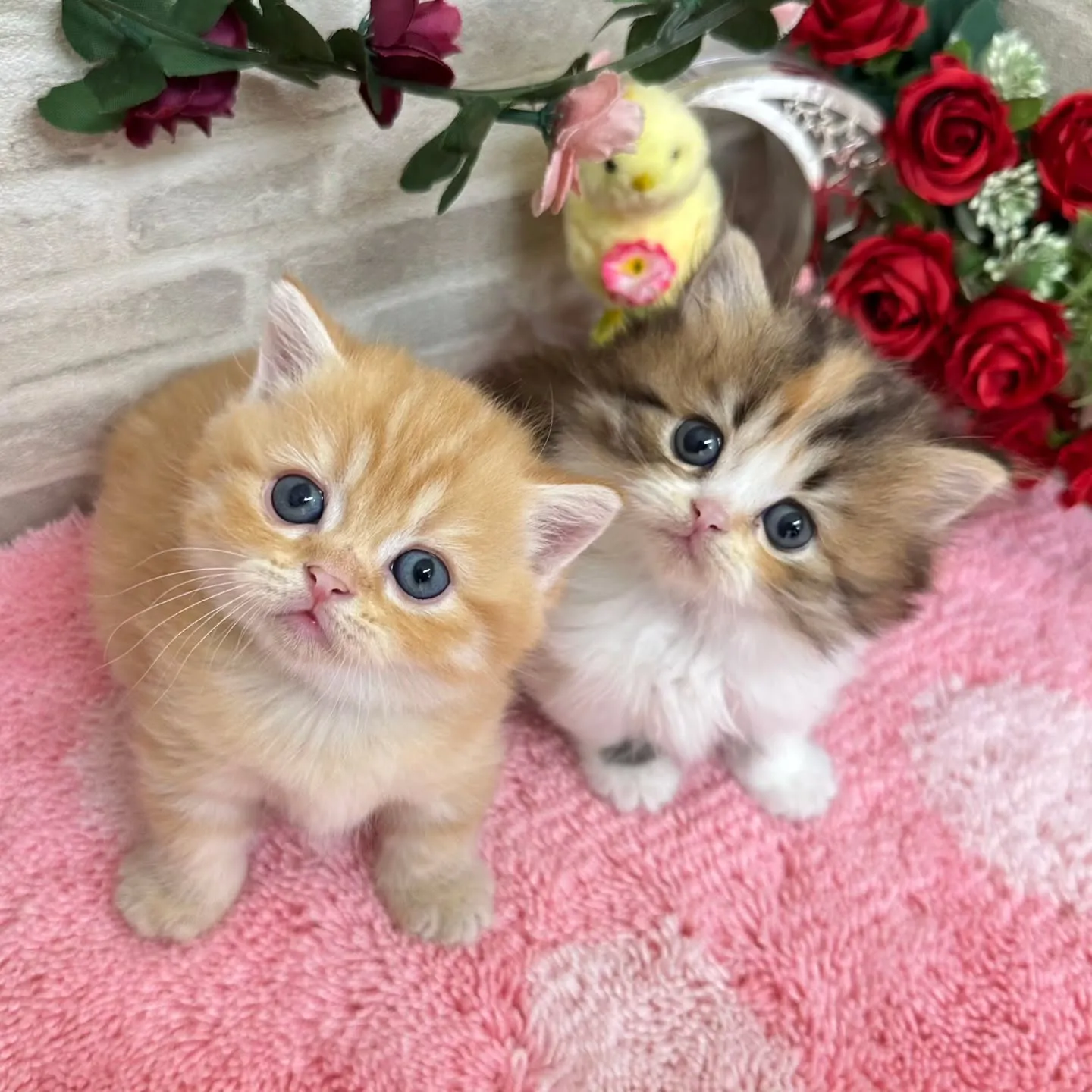 本日ご紹介のミヌエット短足ちゃん達です🐱❤️