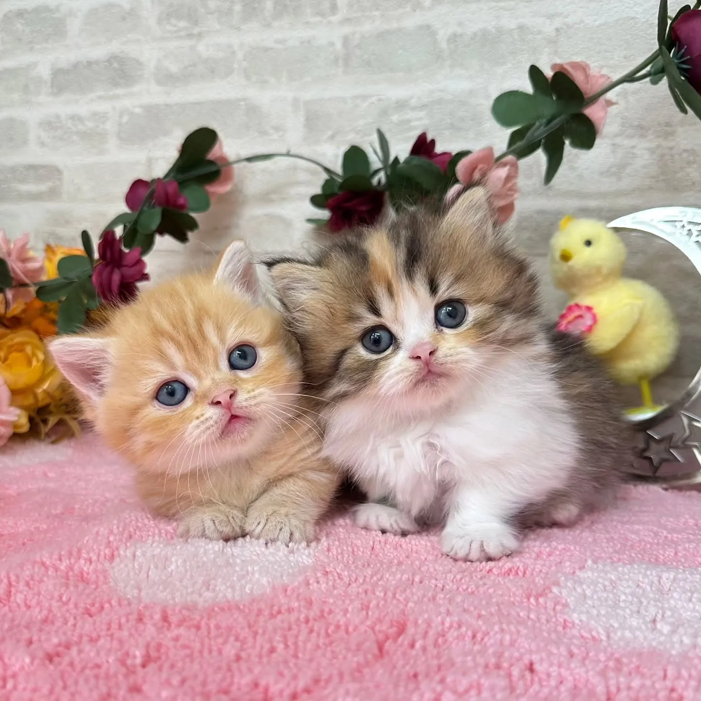 本日ご紹介のミヌエット短足ちゃん達です🐱❤️