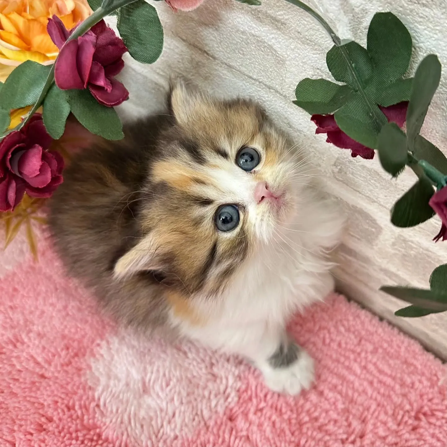 本日ご紹介のミヌエット短足ちゃん達です🐱❤️