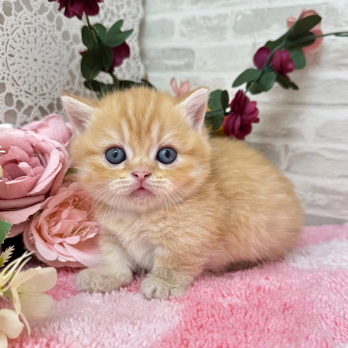 本日ご紹介のミヌエット短足ちゃん達です🐱❤️