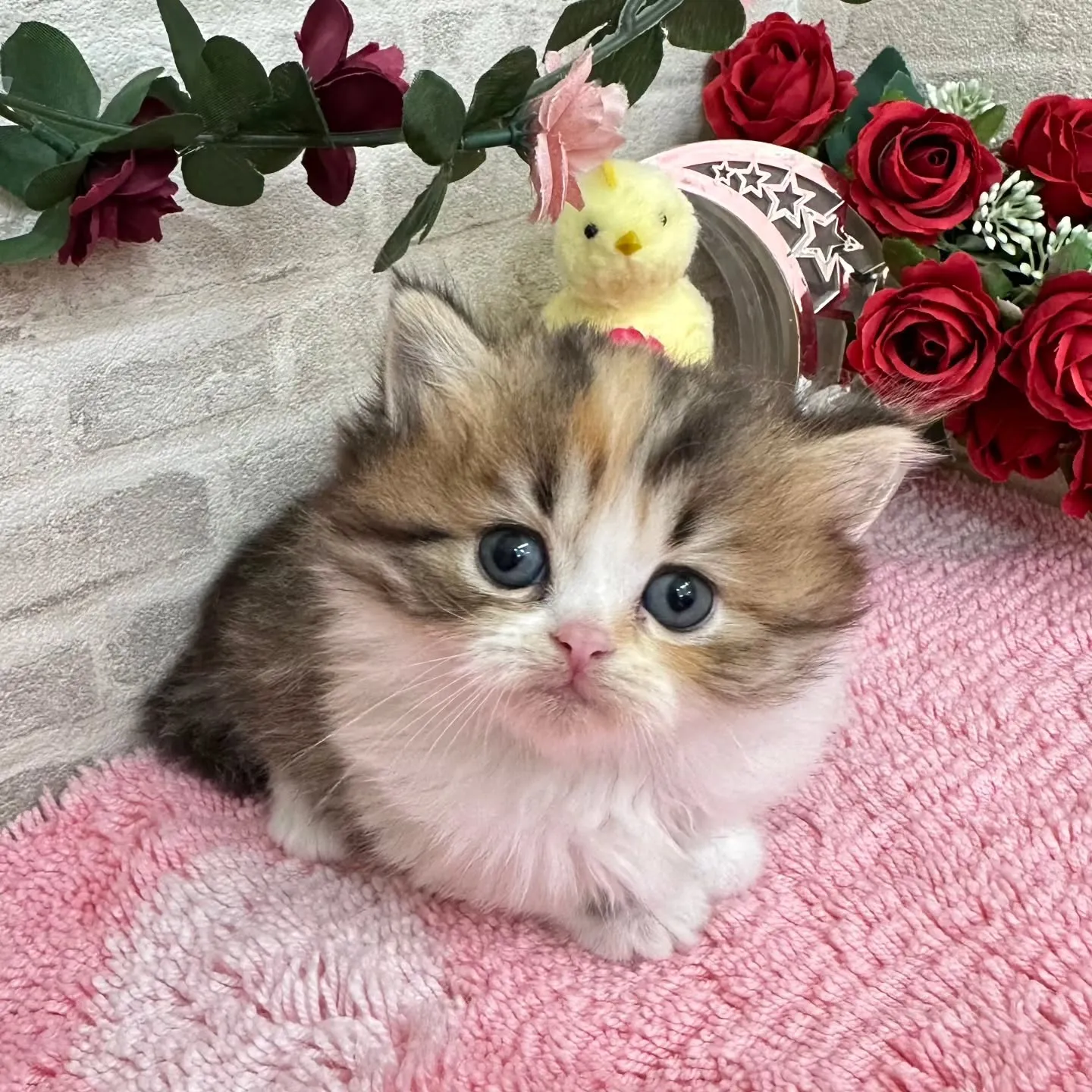 本日ご紹介のミヌエット短足ちゃん達です🐱❤️