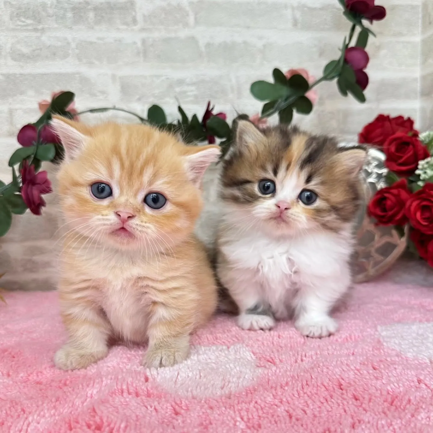 猫ブリーダー直販で健康な愛猫を迎える秘訣