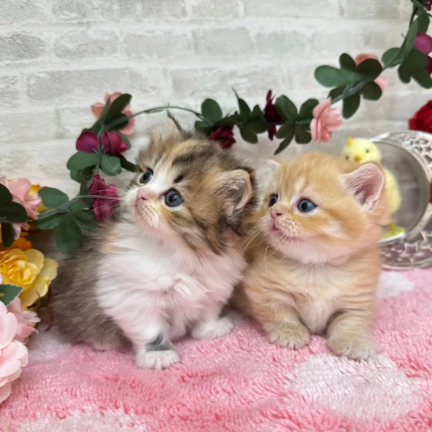 本日ご紹介のミヌエット短足ちゃん達です🐱❤️