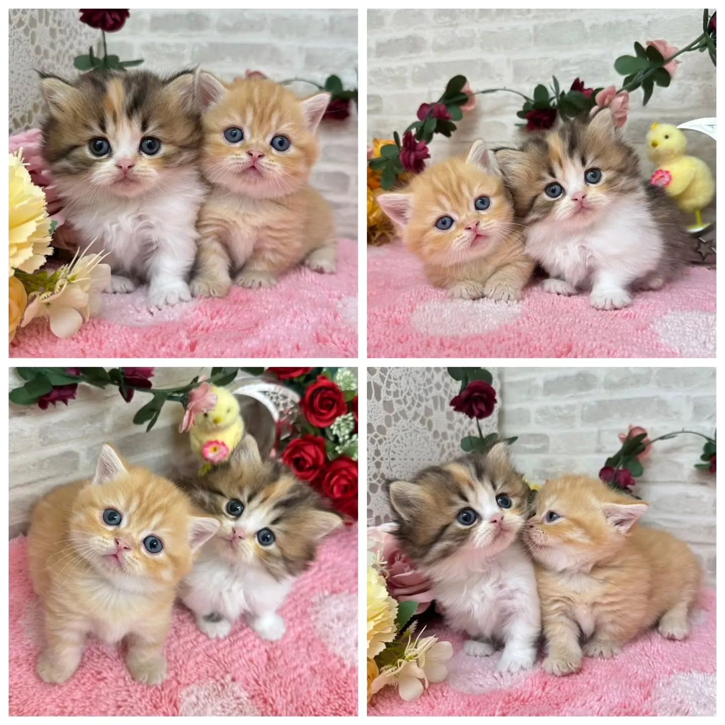 本日ご紹介のミヌエット短足ちゃん達です🐱❤️