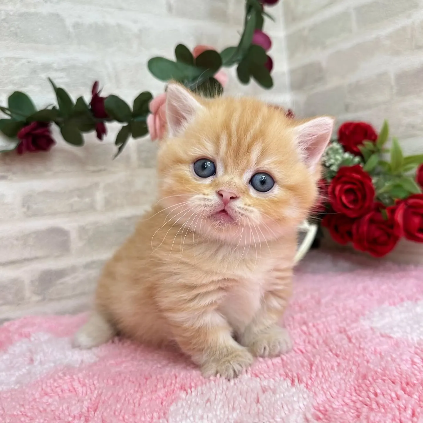 本日ご紹介のミヌエット短足ちゃん達です🐱❤️