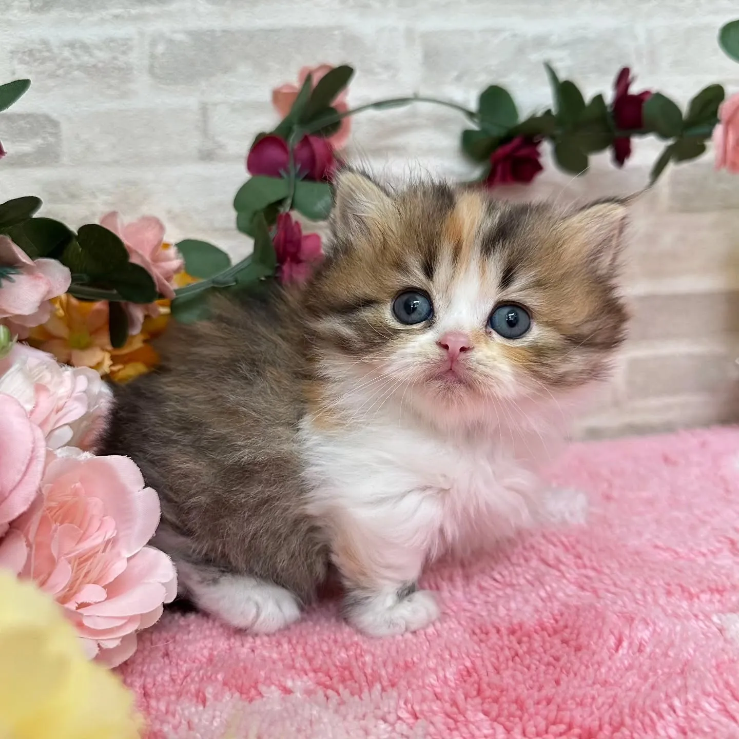本日ご紹介のミヌエット短足ちゃん達です🐱❤️