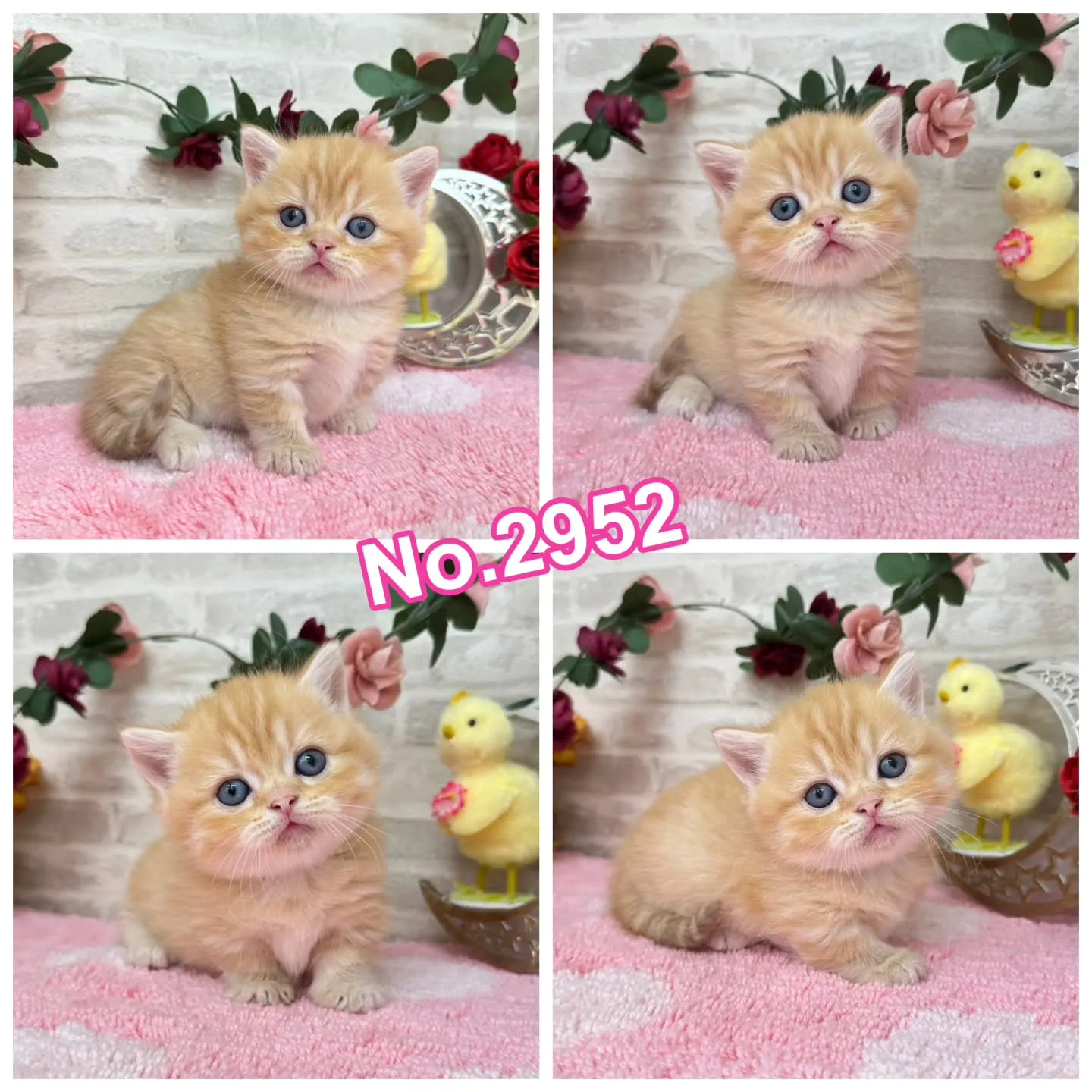 本日ご紹介のミヌエット短足ちゃん達です🐱❤️