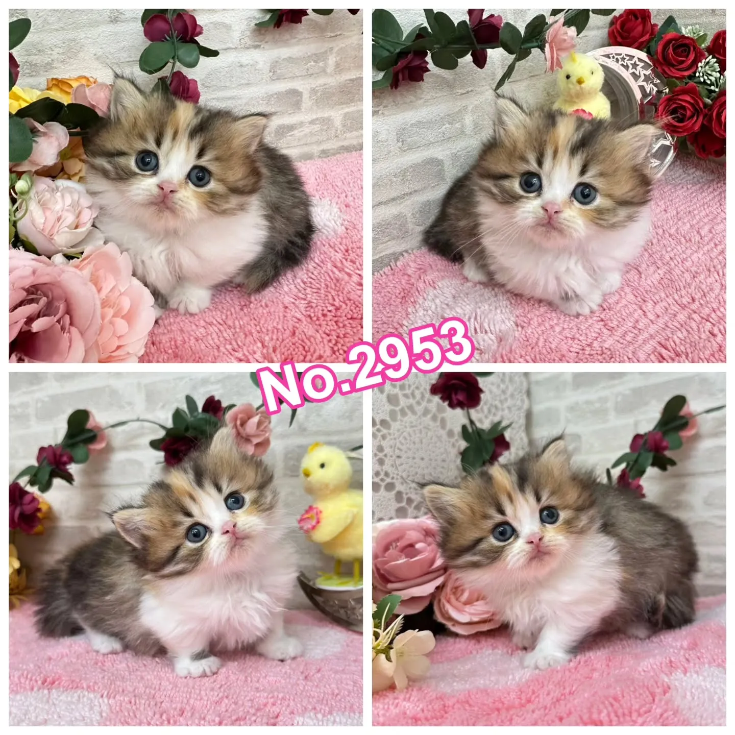 本日ご紹介のミヌエット短足ちゃん達です🐱❤️