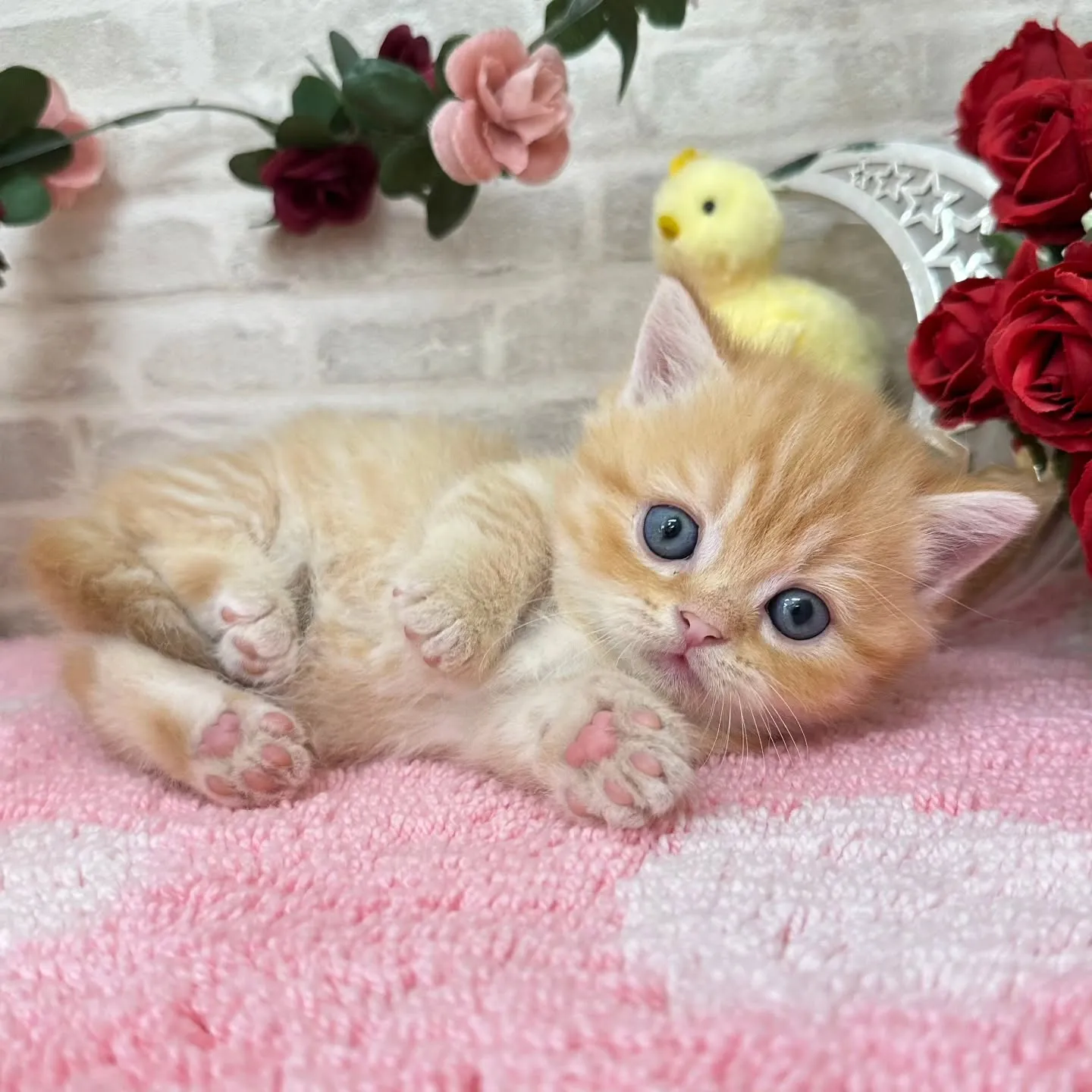 本日ご紹介のミヌエット短足ちゃん達です🐱❤️