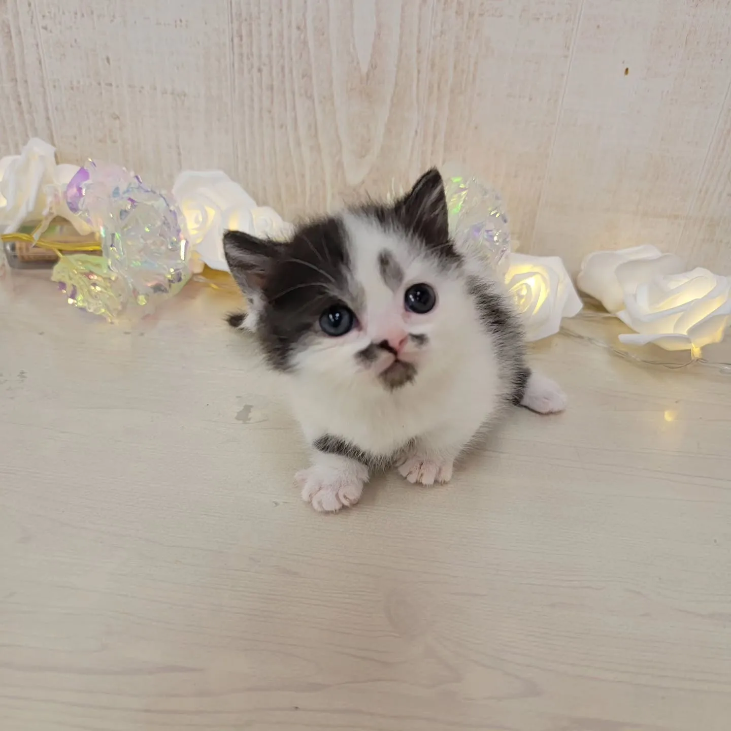 個性的な柄がかわいい白黒にゃんこᩚ♡꙼̈𓆩❤︎❤︎𓆪𓆩❤︎❤...