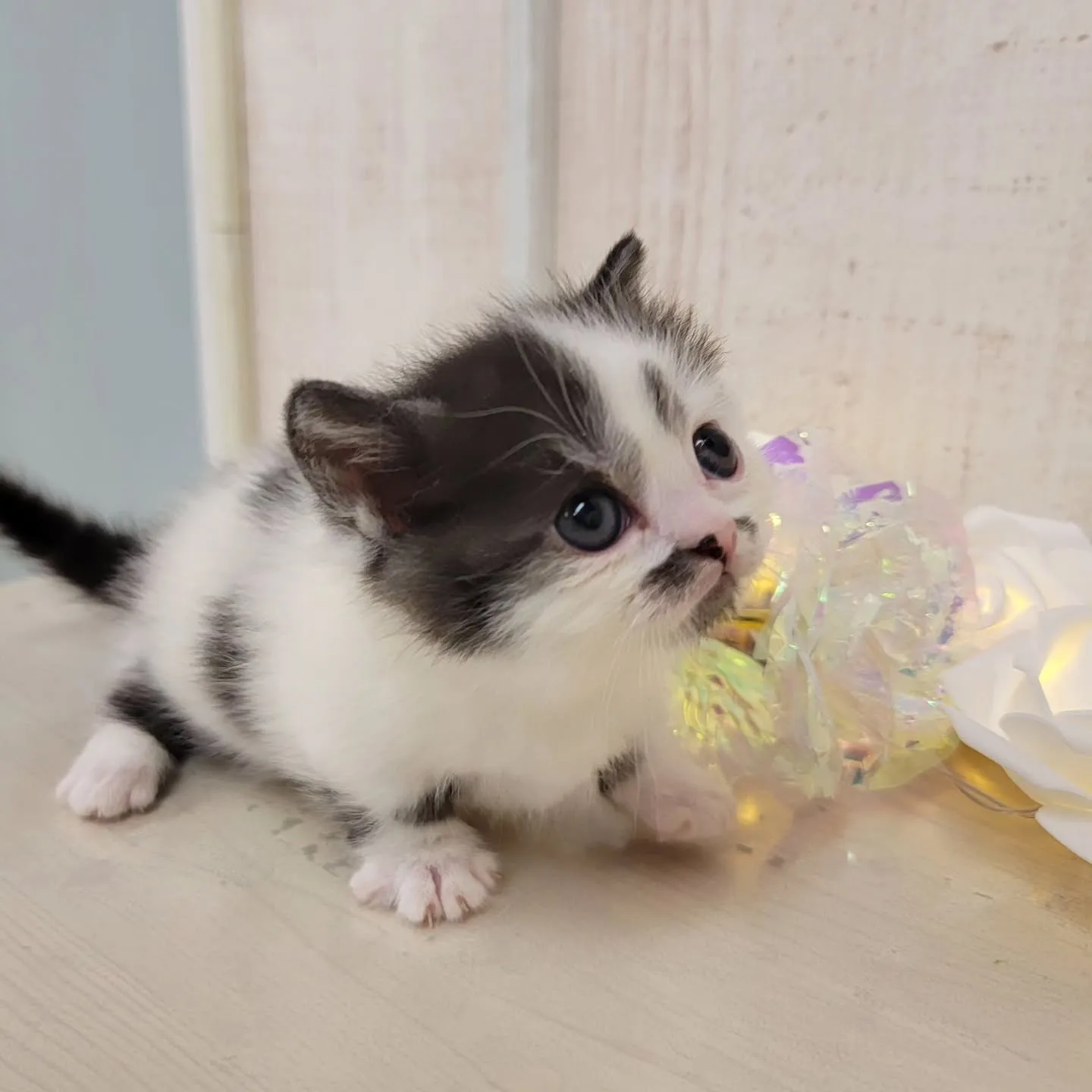 個性的な柄がかわいい白黒にゃんこᩚ♡꙼̈𓆩❤︎❤︎𓆪𓆩❤︎❤...