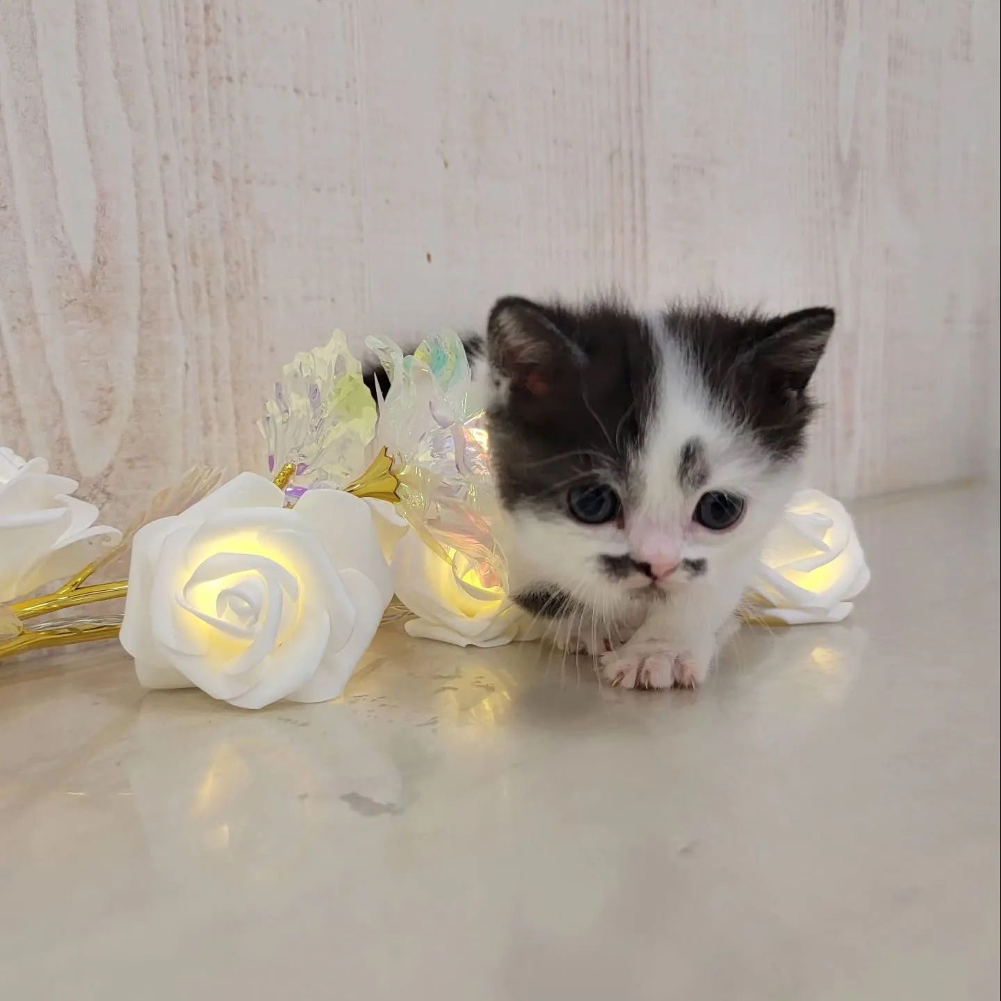 個性的な柄がかわいい白黒にゃんこᩚ♡꙼̈𓆩❤︎❤︎𓆪𓆩❤︎❤...