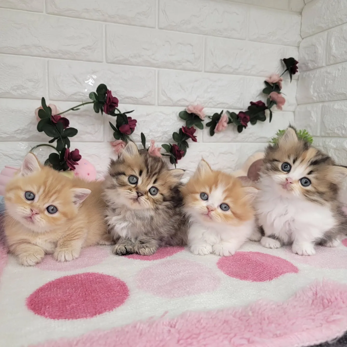 現在ご紹介中のミヌエットちゃん達です🐱❤️
