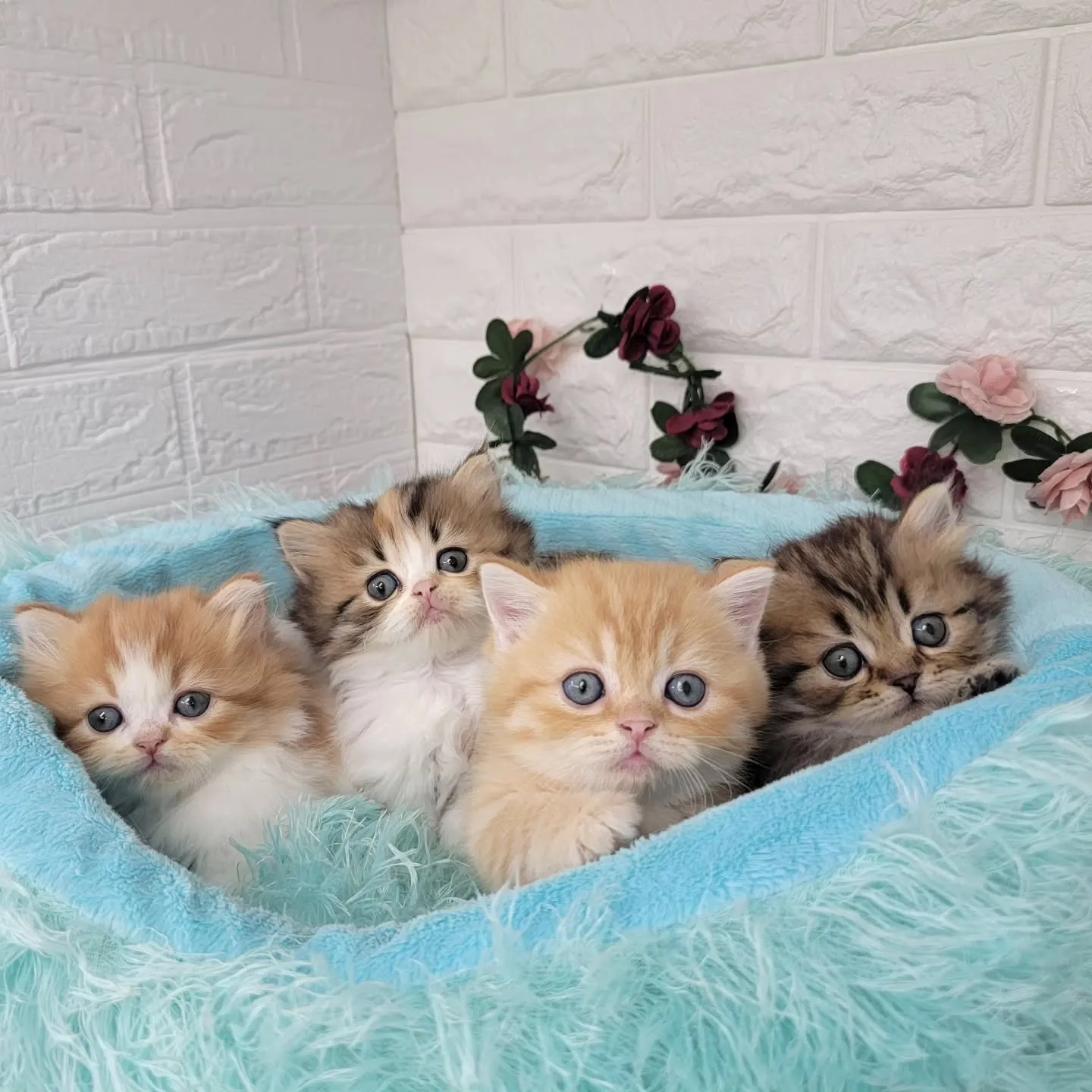現在ご紹介中のミヌエットちゃん達です🐱❤️