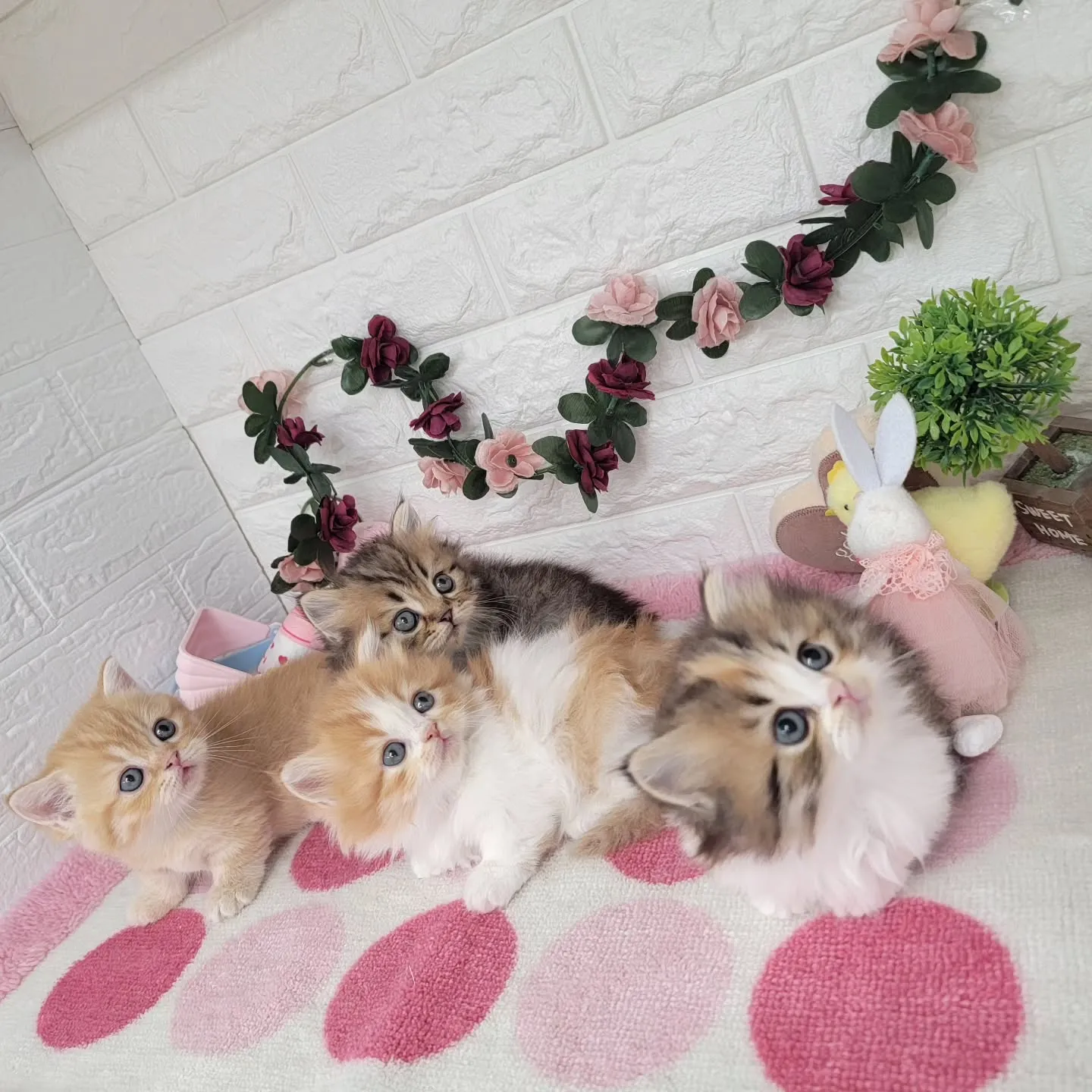 現在ご紹介中のミヌエットちゃん達です🐱❤️
