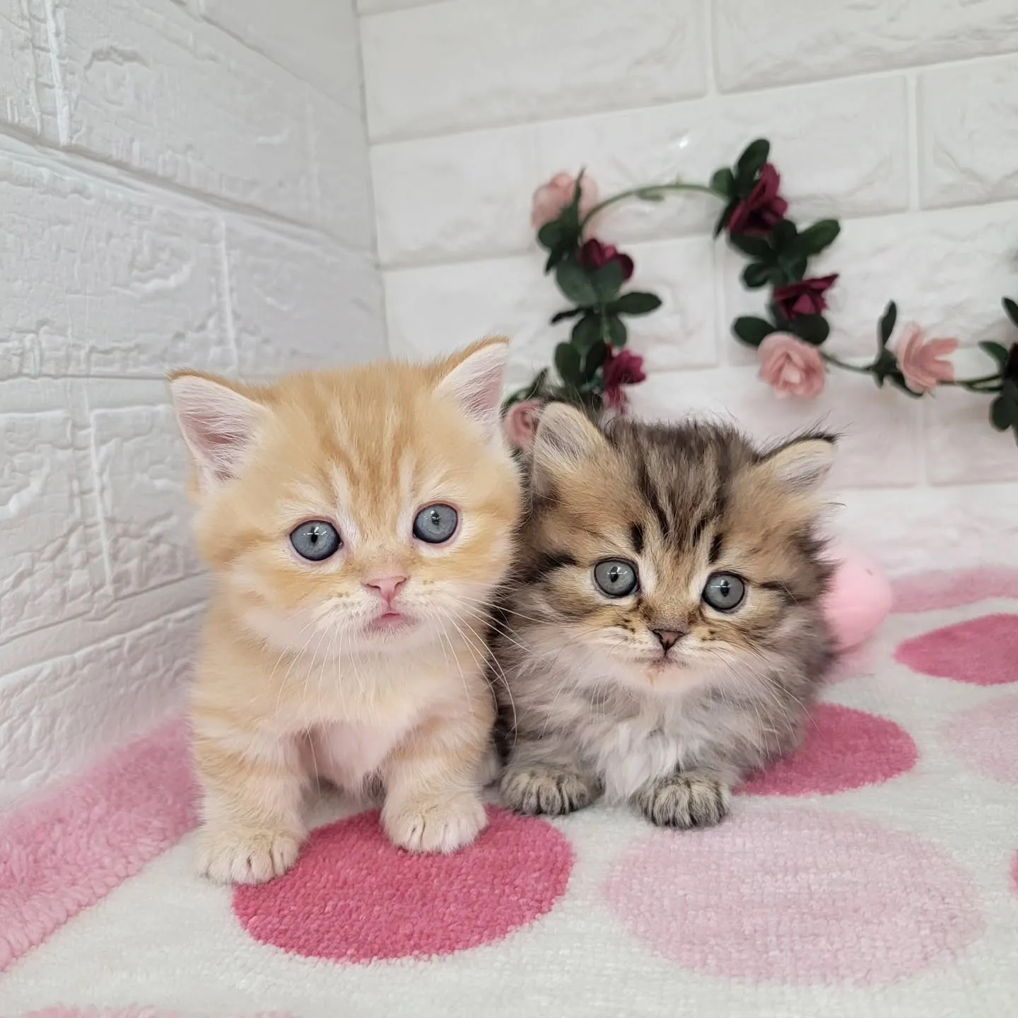 現在ご紹介中のミヌエットちゃん達です🐱❤️