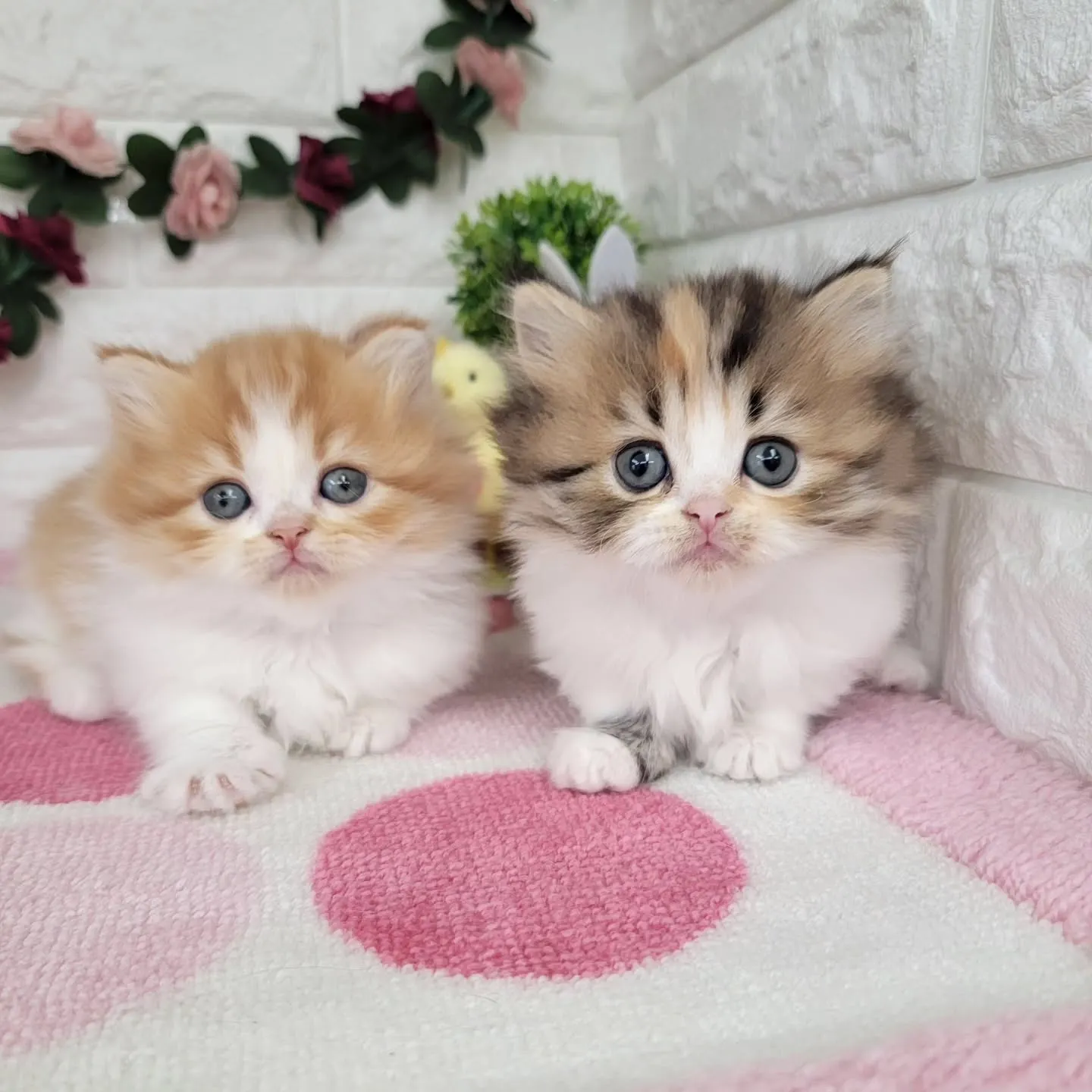 現在ご紹介中のミヌエットちゃん達です🐱❤️
