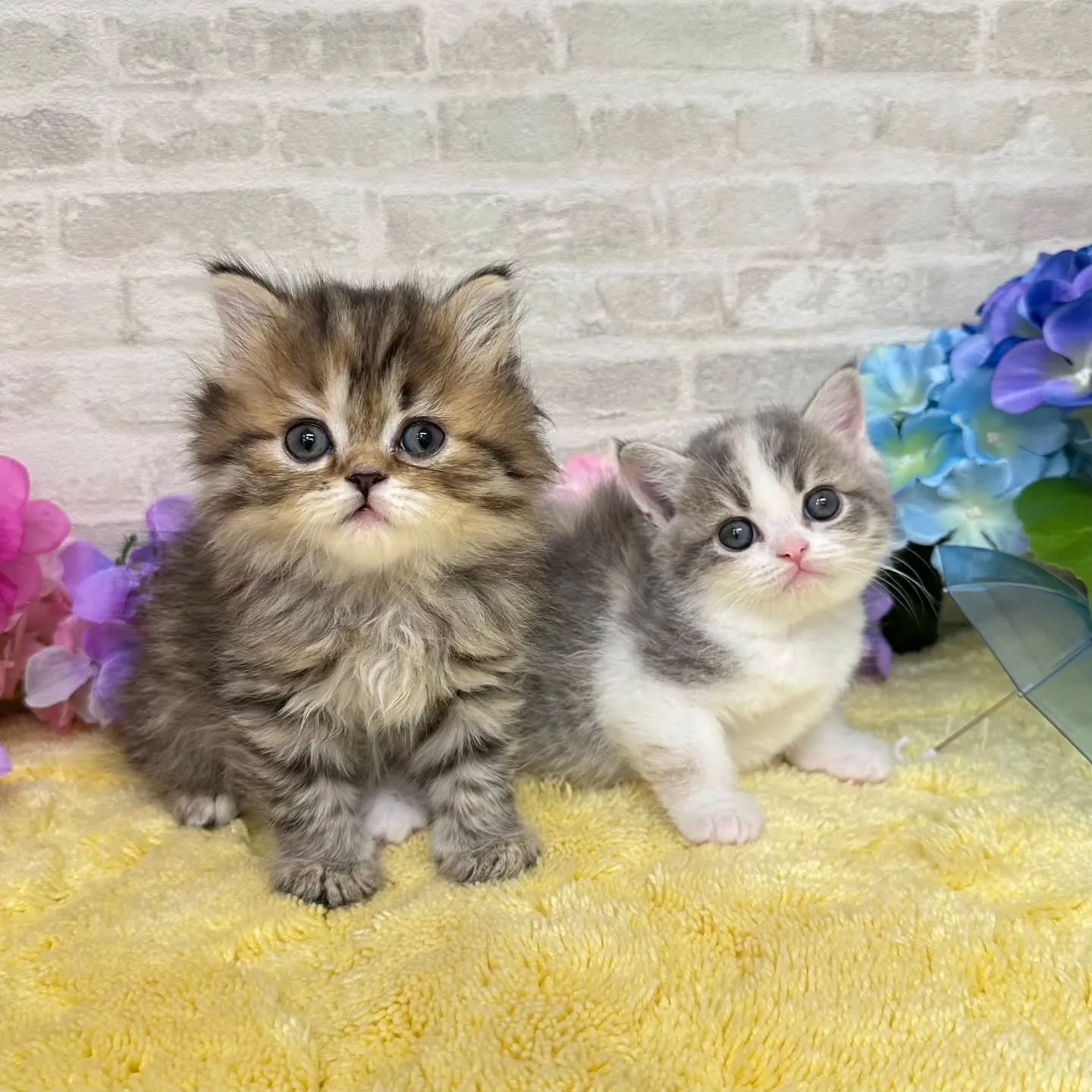 本日ご紹介のミヌエットちゃん達です🐱❤️