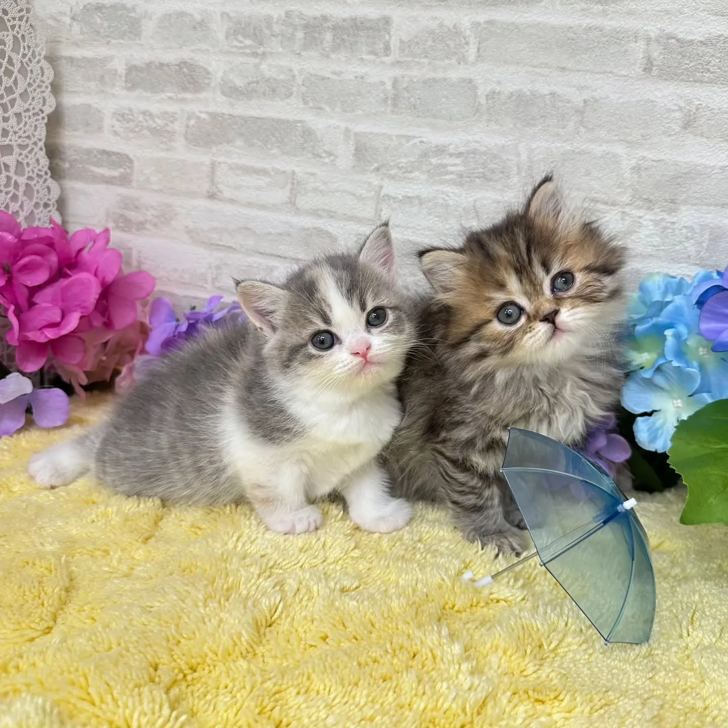 本日ご紹介のミヌエットちゃん達です🐱❤️