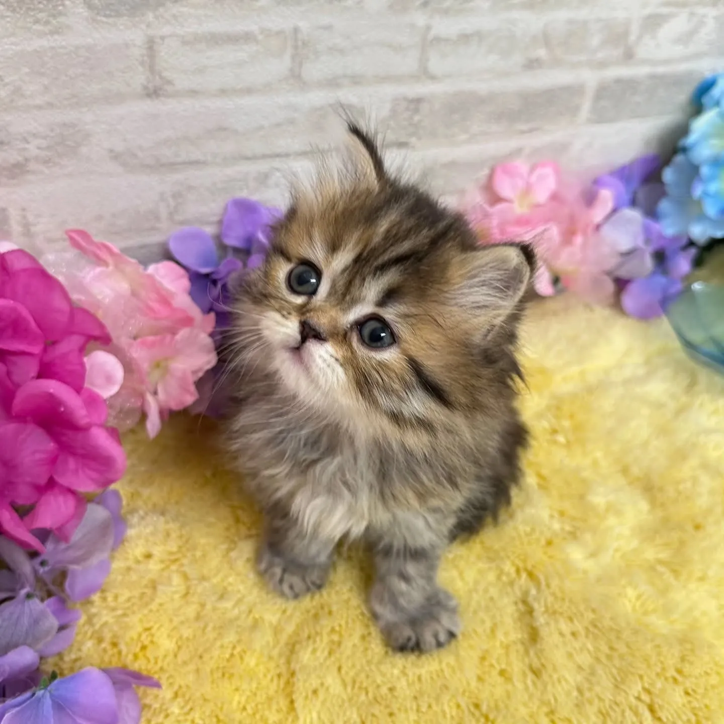本日ご紹介のミヌエットちゃん達です🐱❤️