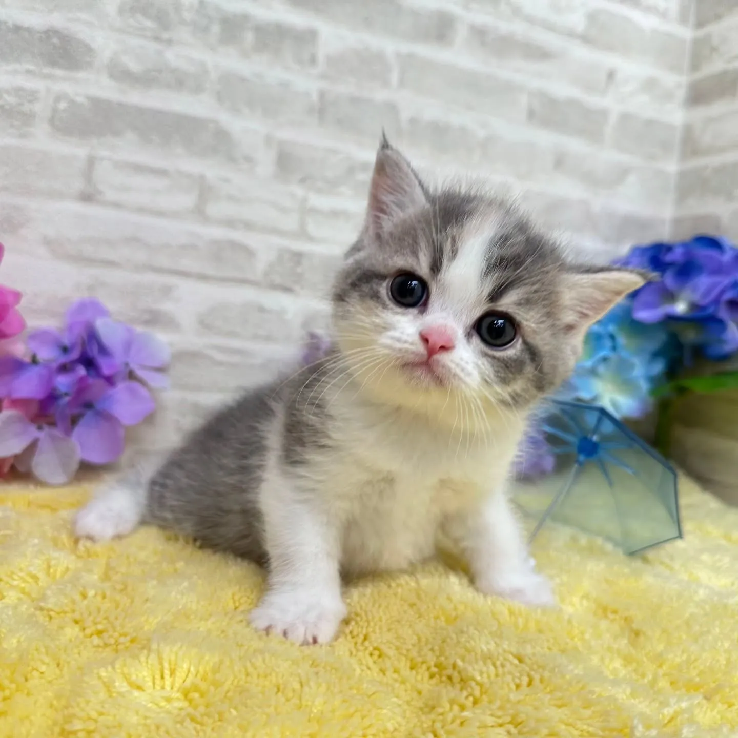 本日ご紹介のミヌエットちゃん達です🐱❤️