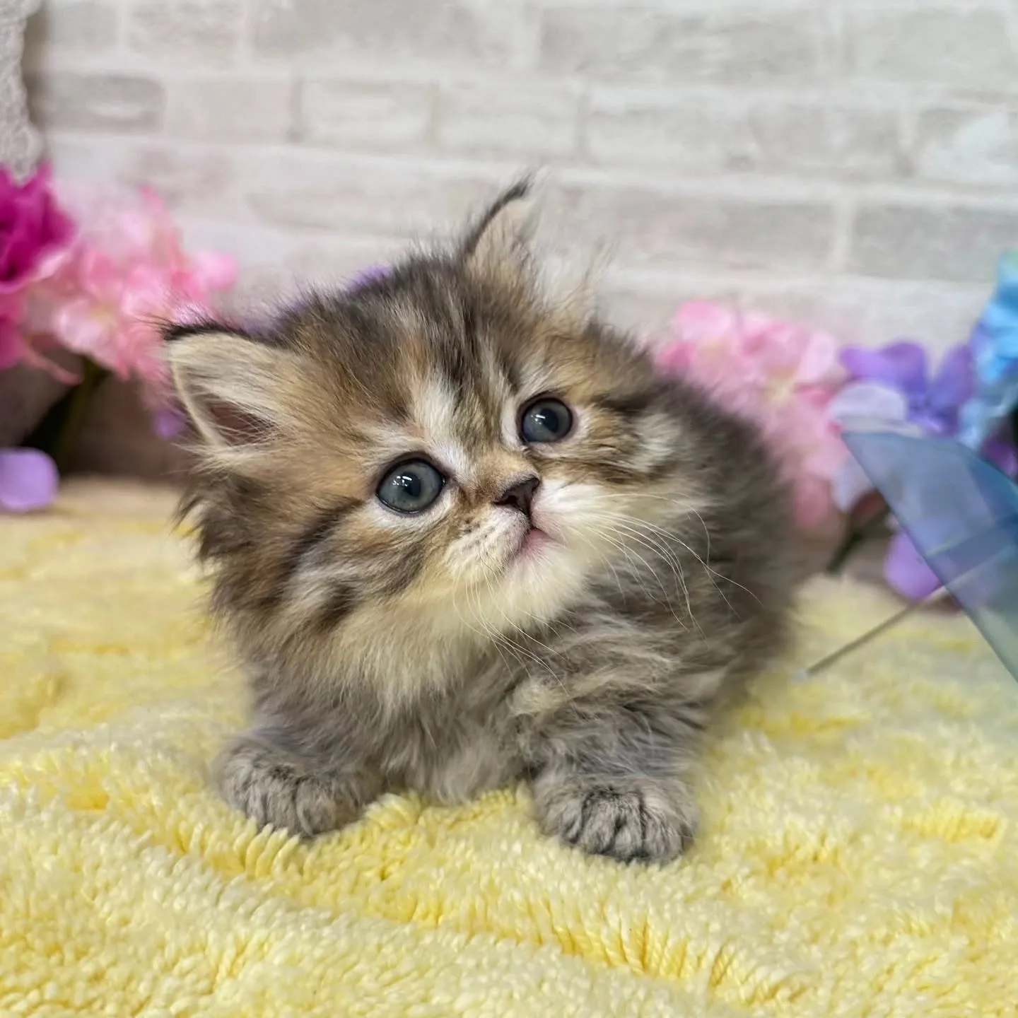 本日ご紹介のミヌエットちゃん達です🐱❤️