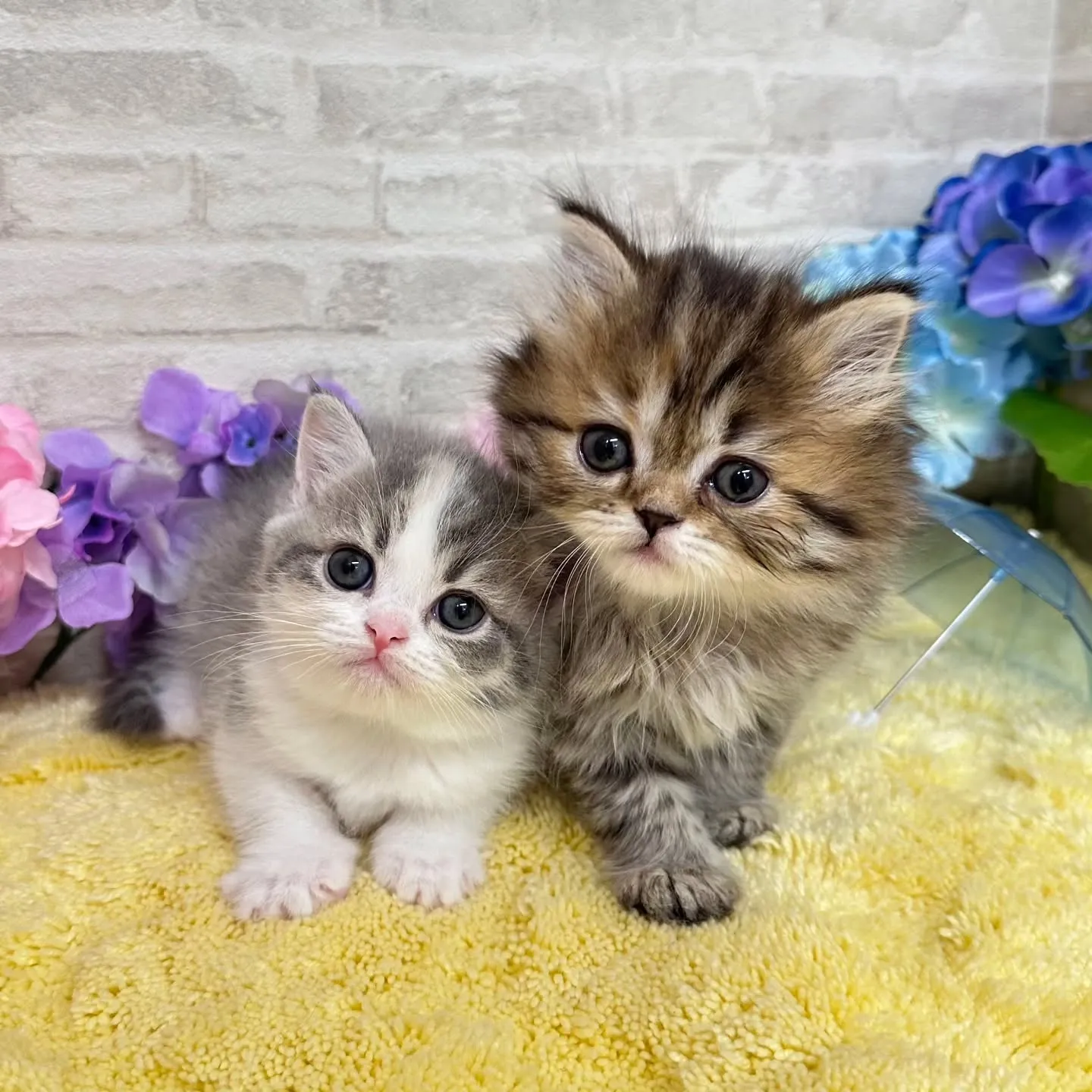 本日ご紹介のミヌエットちゃん達です🐱❤️