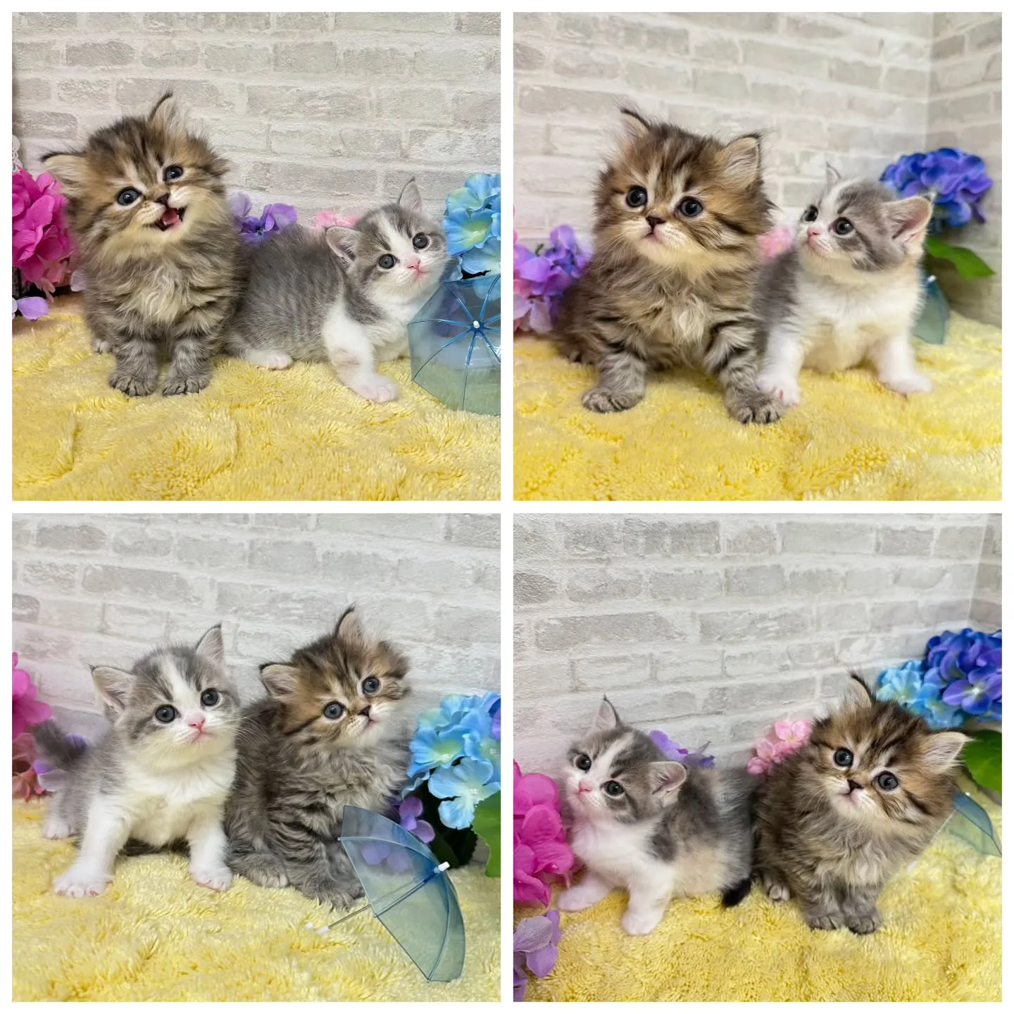 本日ご紹介のミヌエットちゃん達です🐱❤️