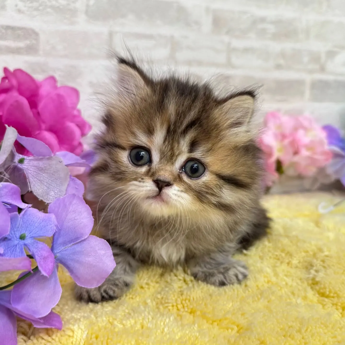 本日ご紹介のミヌエットちゃん達です🐱❤️