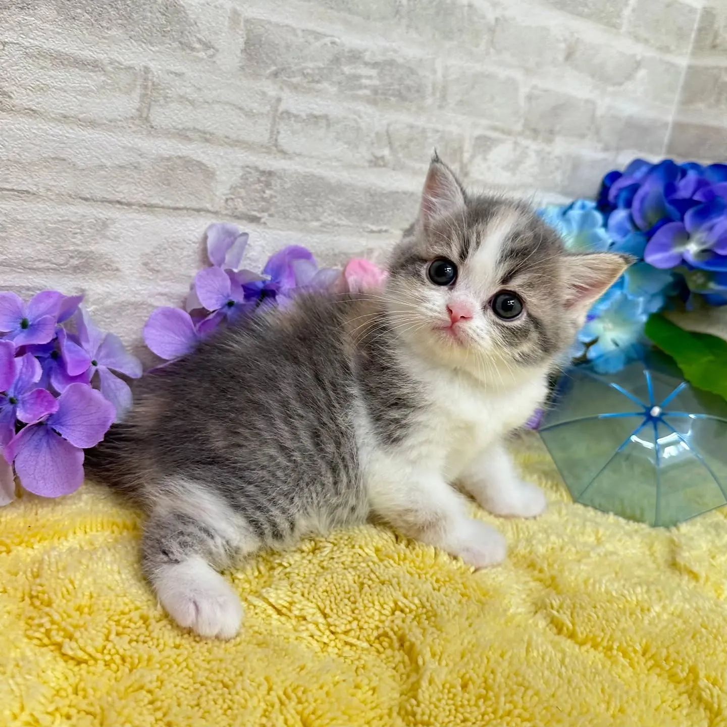 本日ご紹介のミヌエットちゃん達です🐱❤️