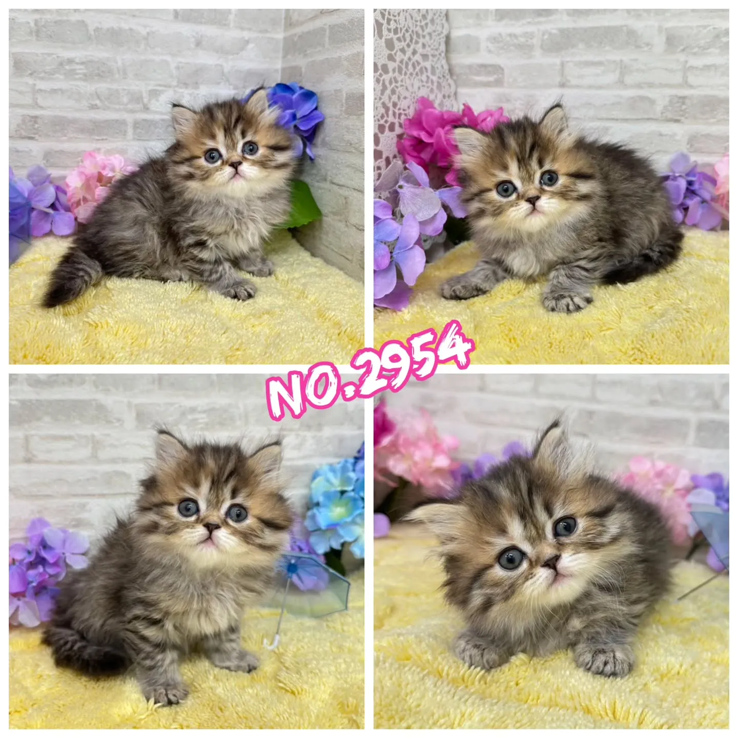 本日ご紹介のミヌエットちゃん達です🐱❤️