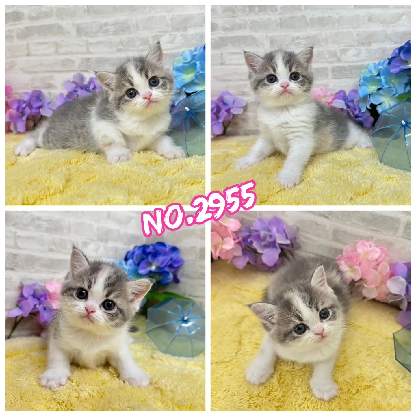 本日ご紹介のミヌエットちゃん達です🐱❤️