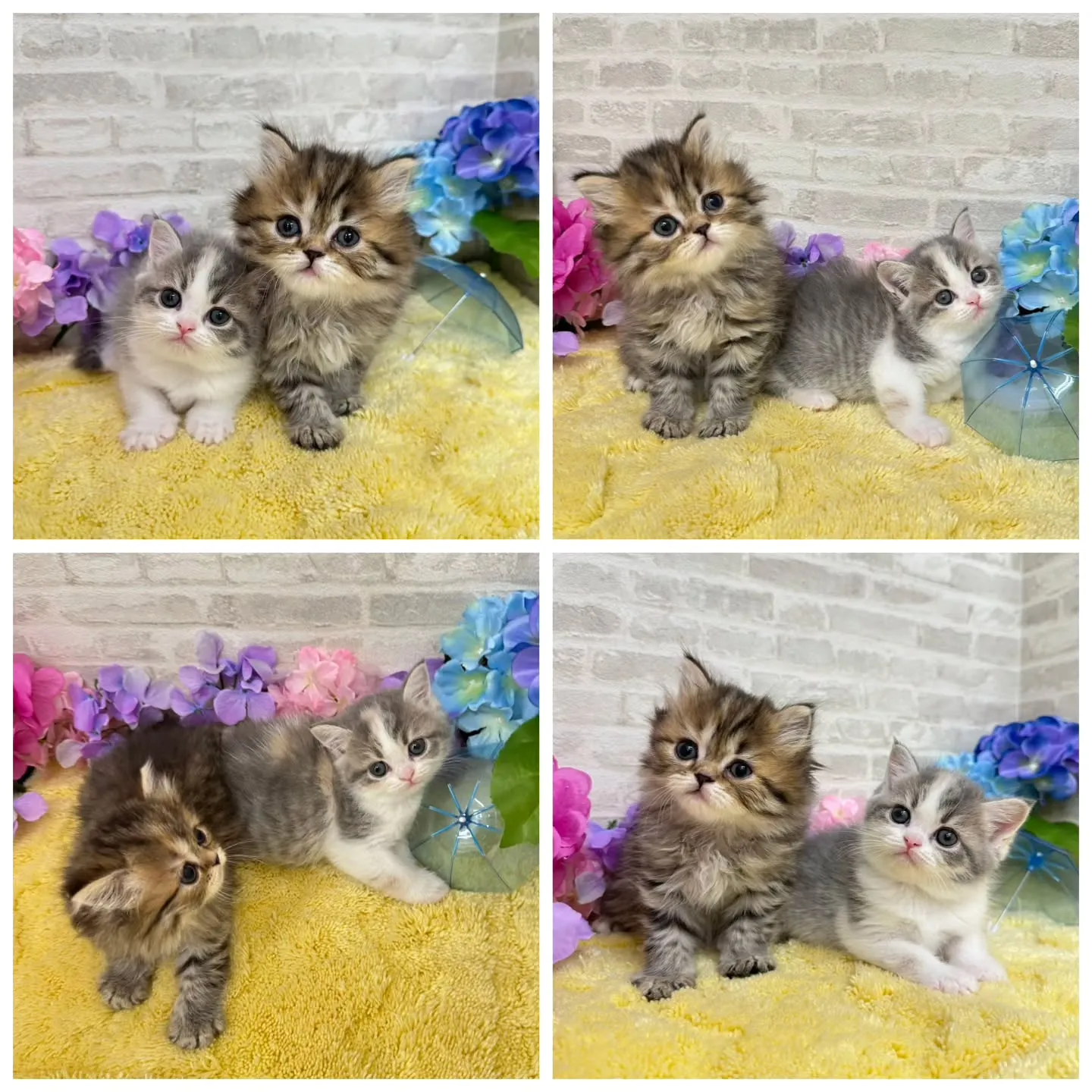 本日ご紹介のミヌエットちゃん達です🐱❤️