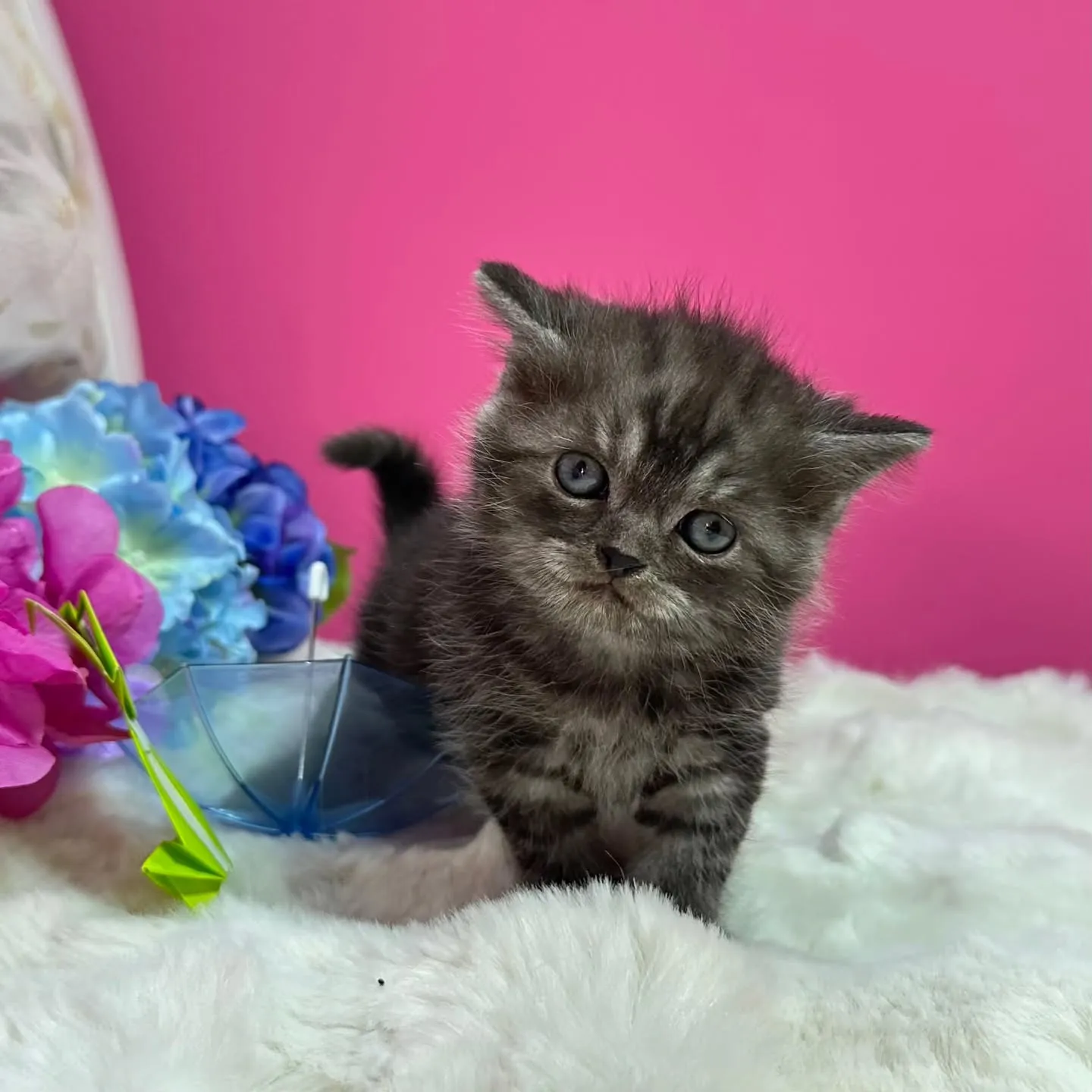 ミヌエットBaby 😺❤️