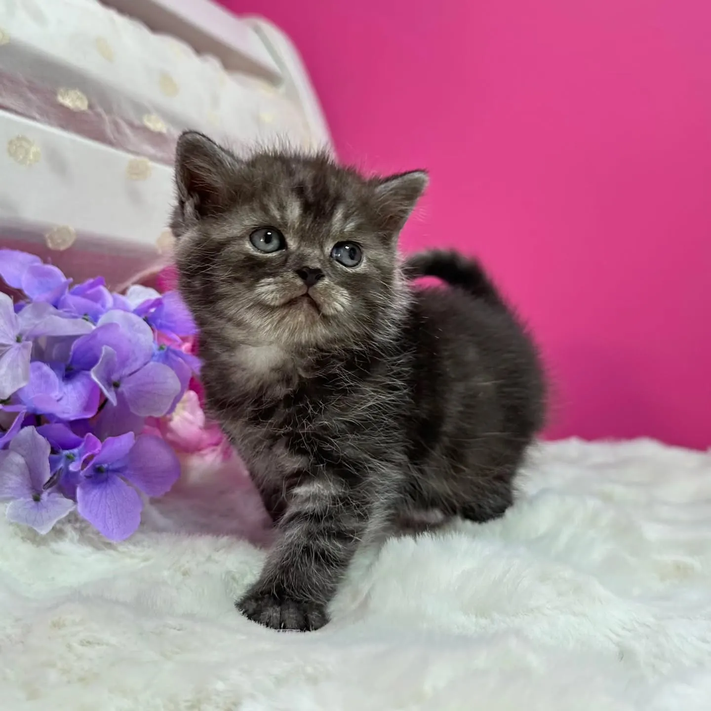 ミヌエットBaby 😺❤️