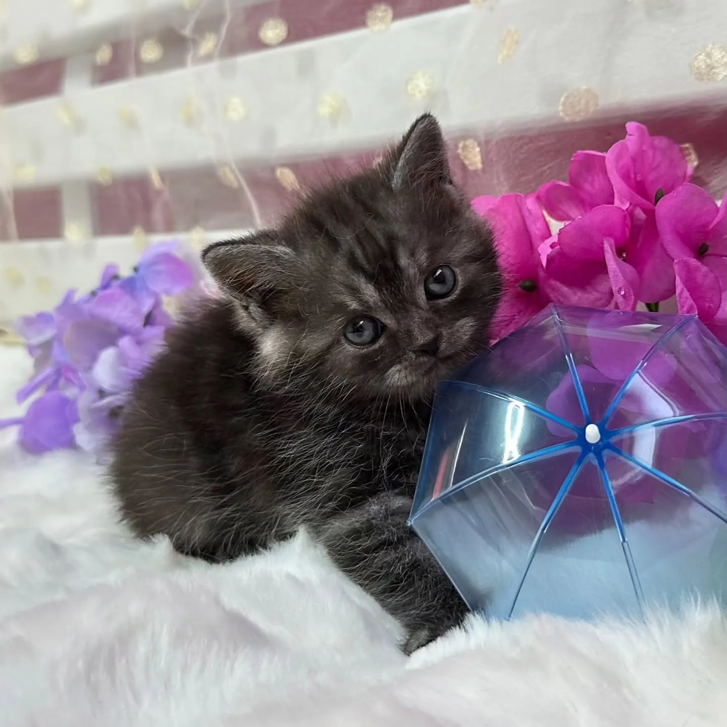 ミヌエットBaby 😺❤️