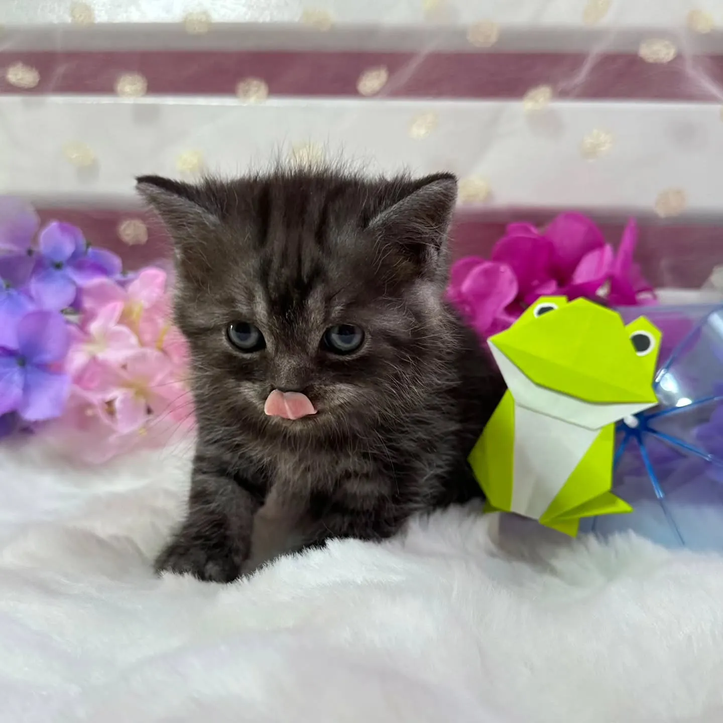 ミヌエットBaby 😺❤️
