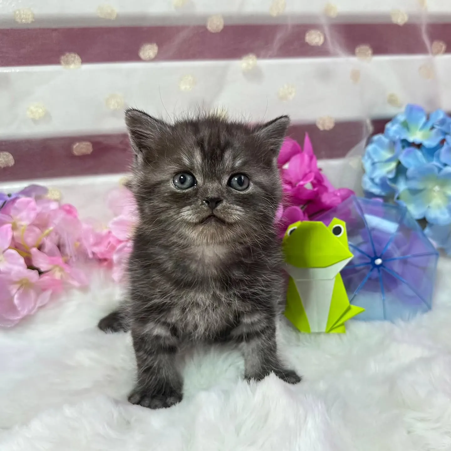 ミヌエットBaby 😺❤️