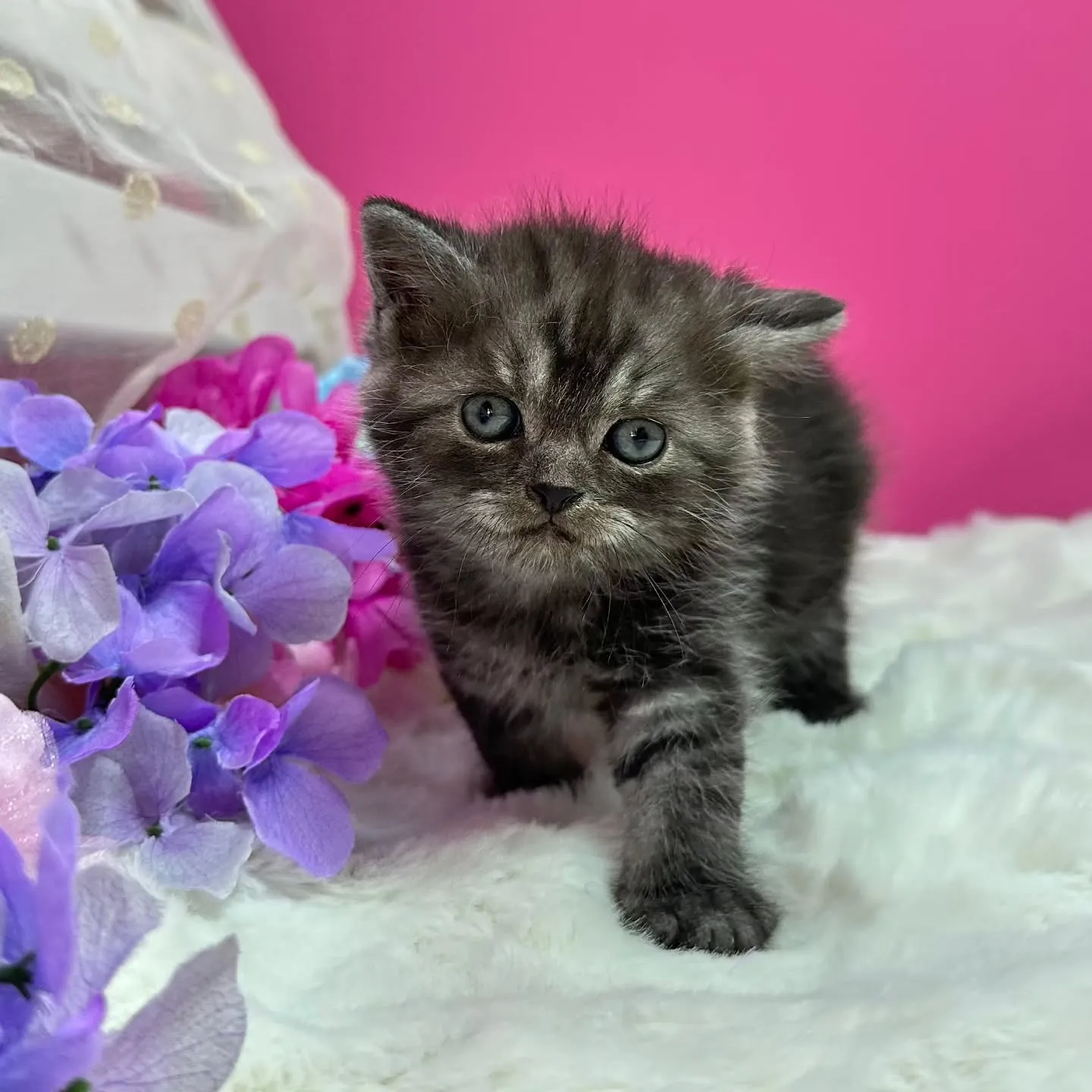 ミヌエットBaby 😺❤️