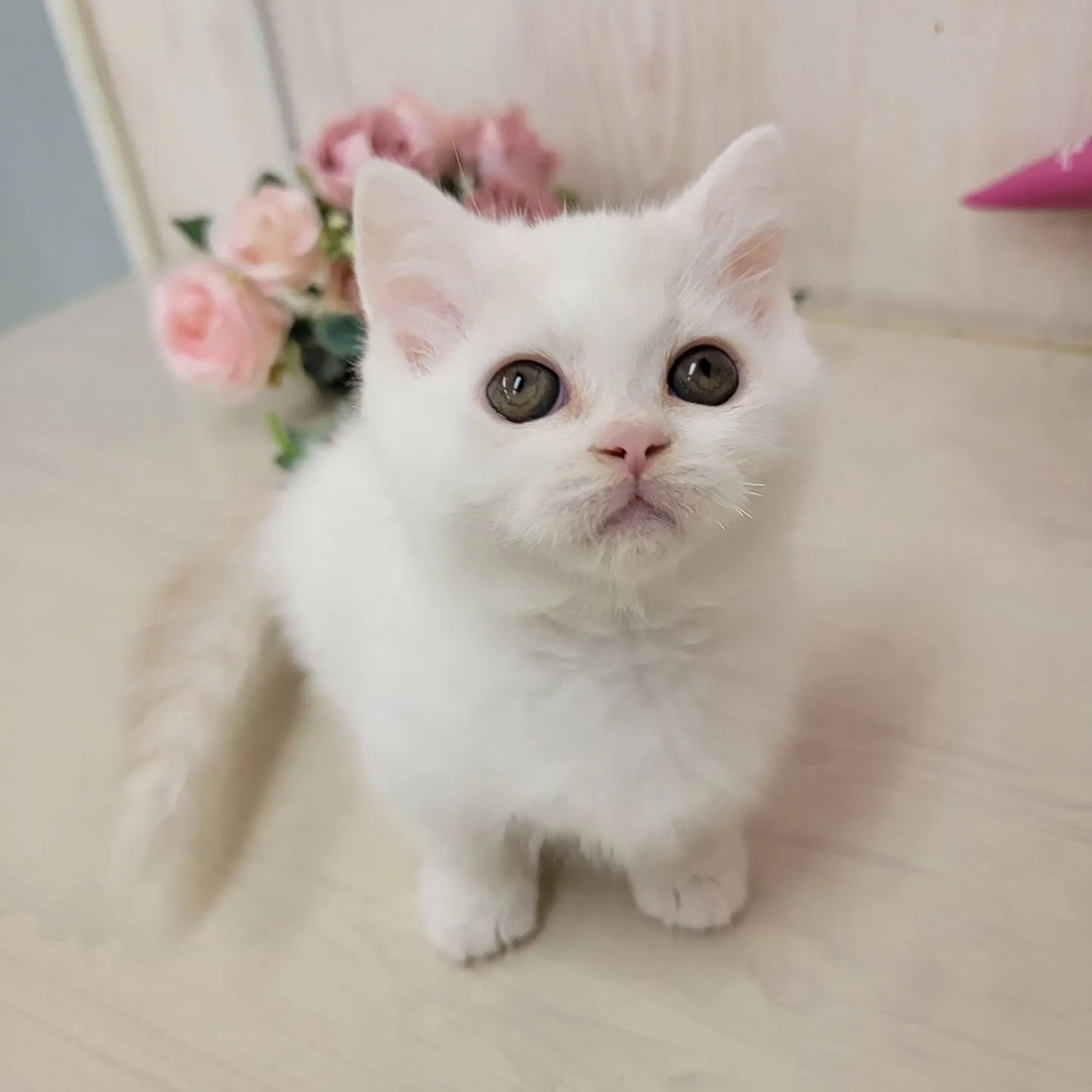 現在ご紹介中の小さなかわいらしい天使ちゃん❤️