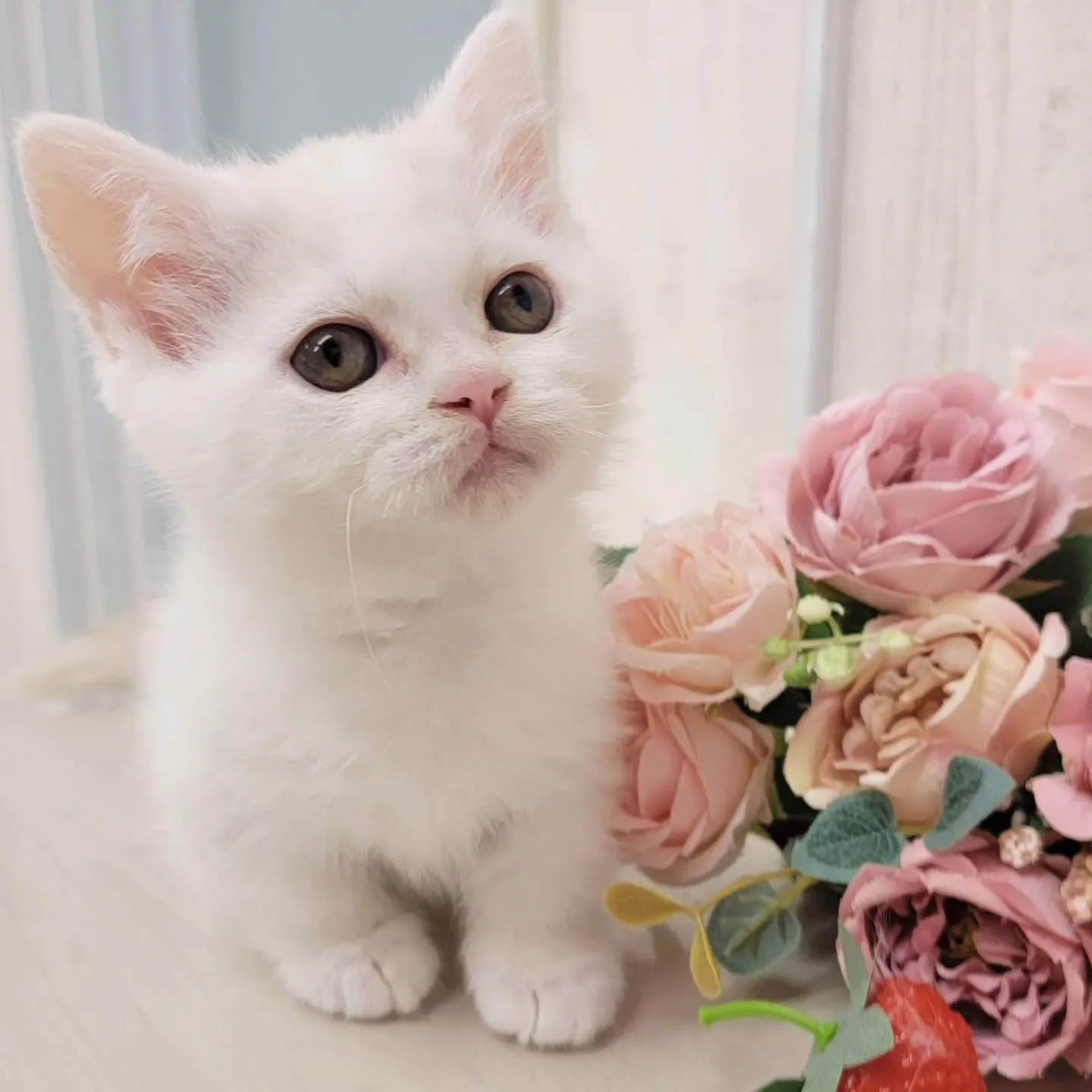 現在ご紹介中の小さなかわいらしい天使ちゃん❤️