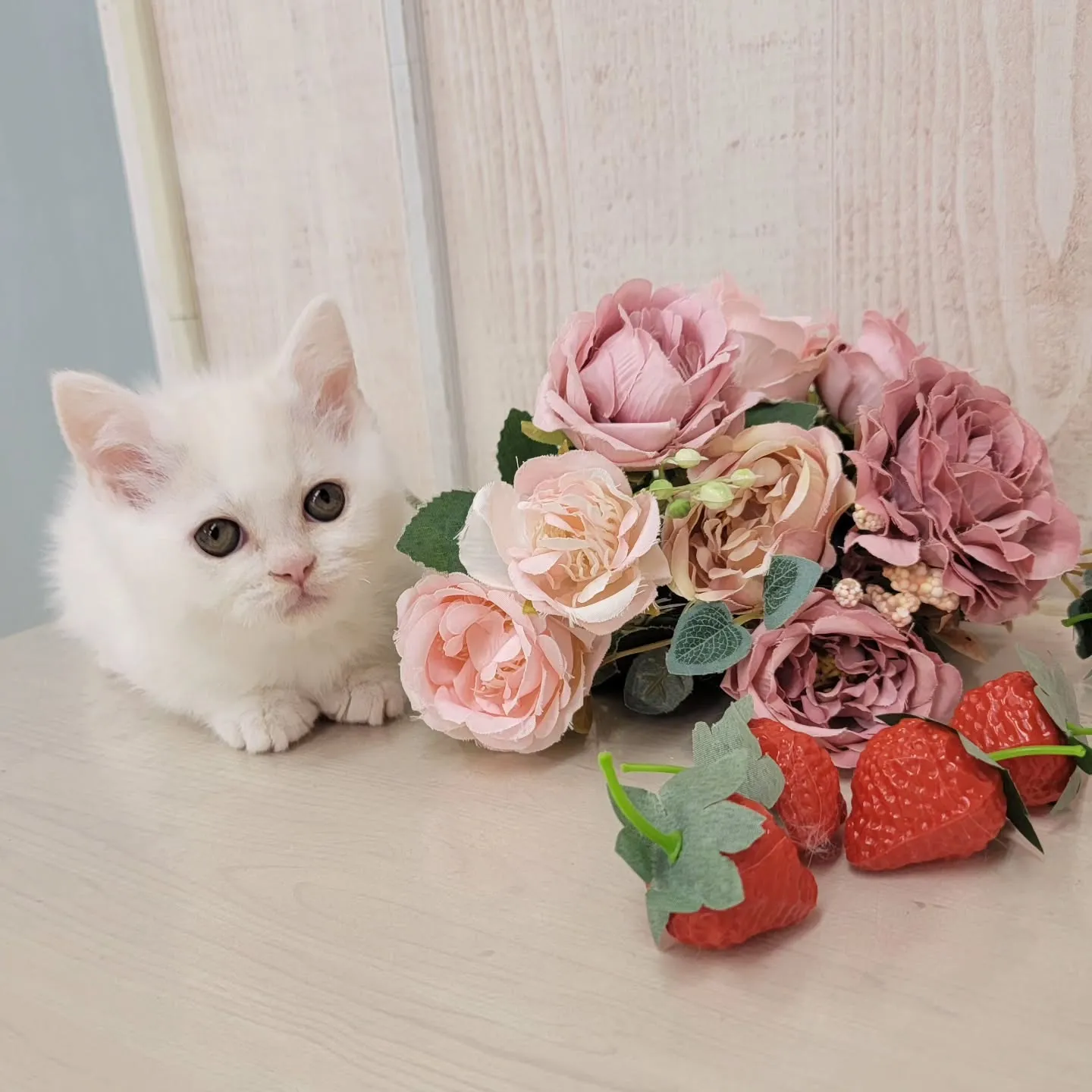 現在ご紹介中の小さなかわいらしい天使ちゃん❤️
