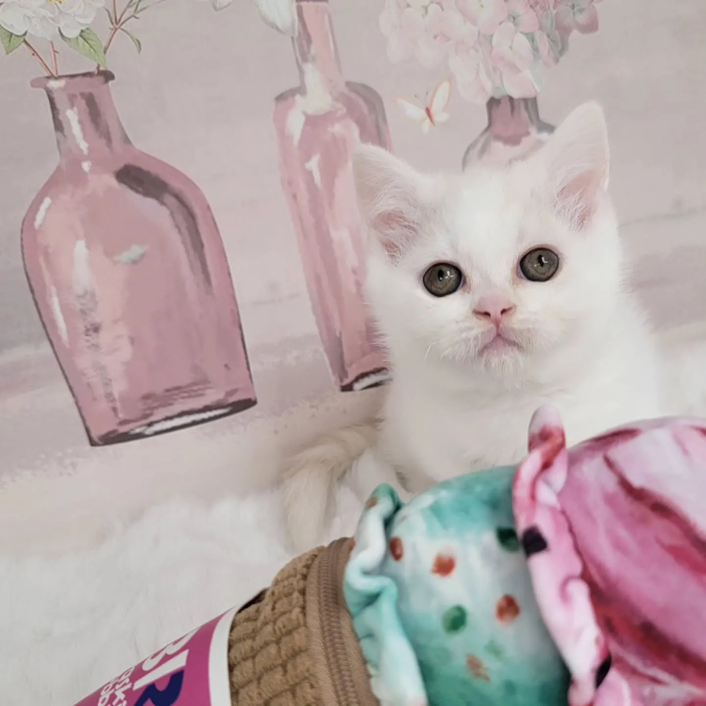 現在ご紹介中の小さなかわいらしい天使ちゃん❤️